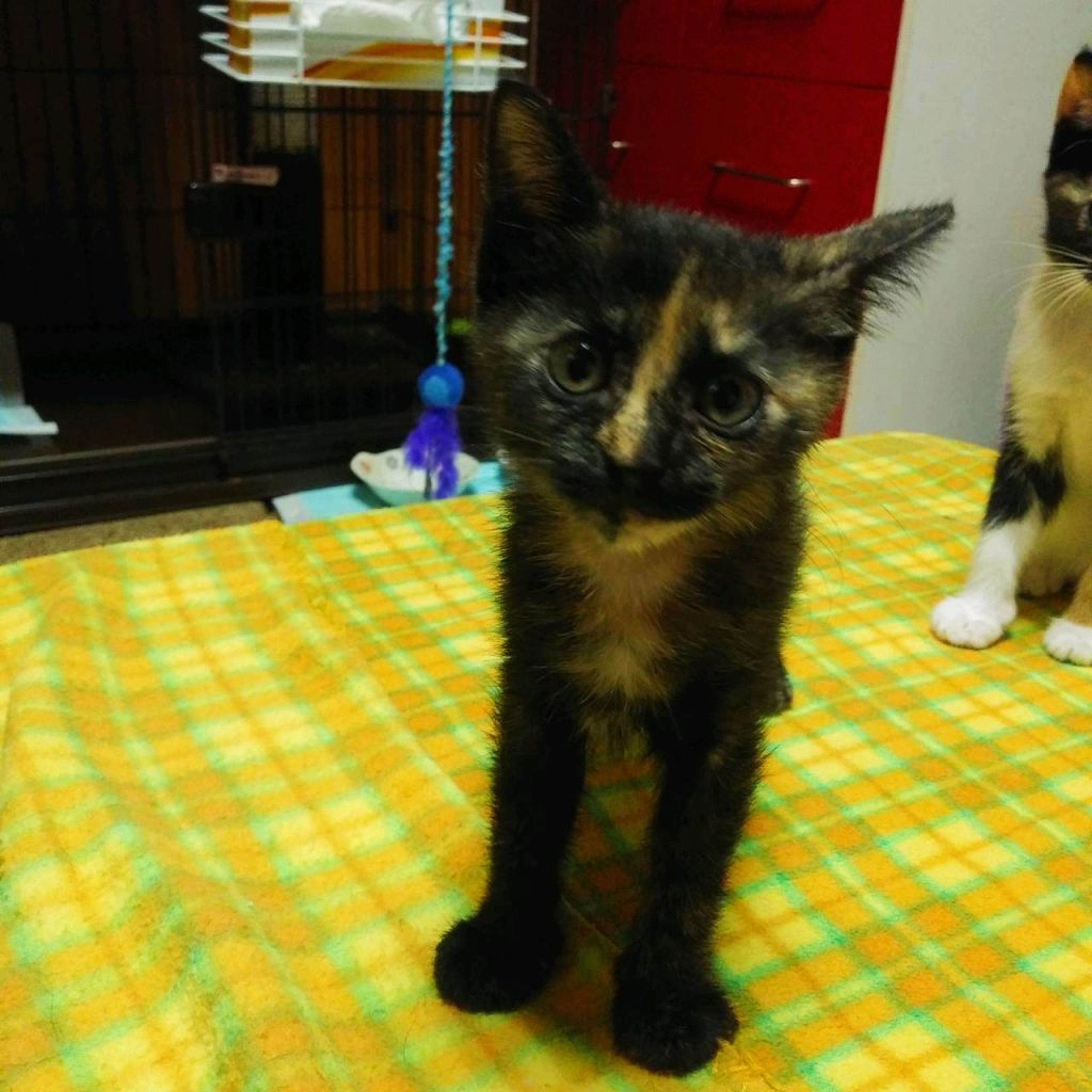 pet-image-2