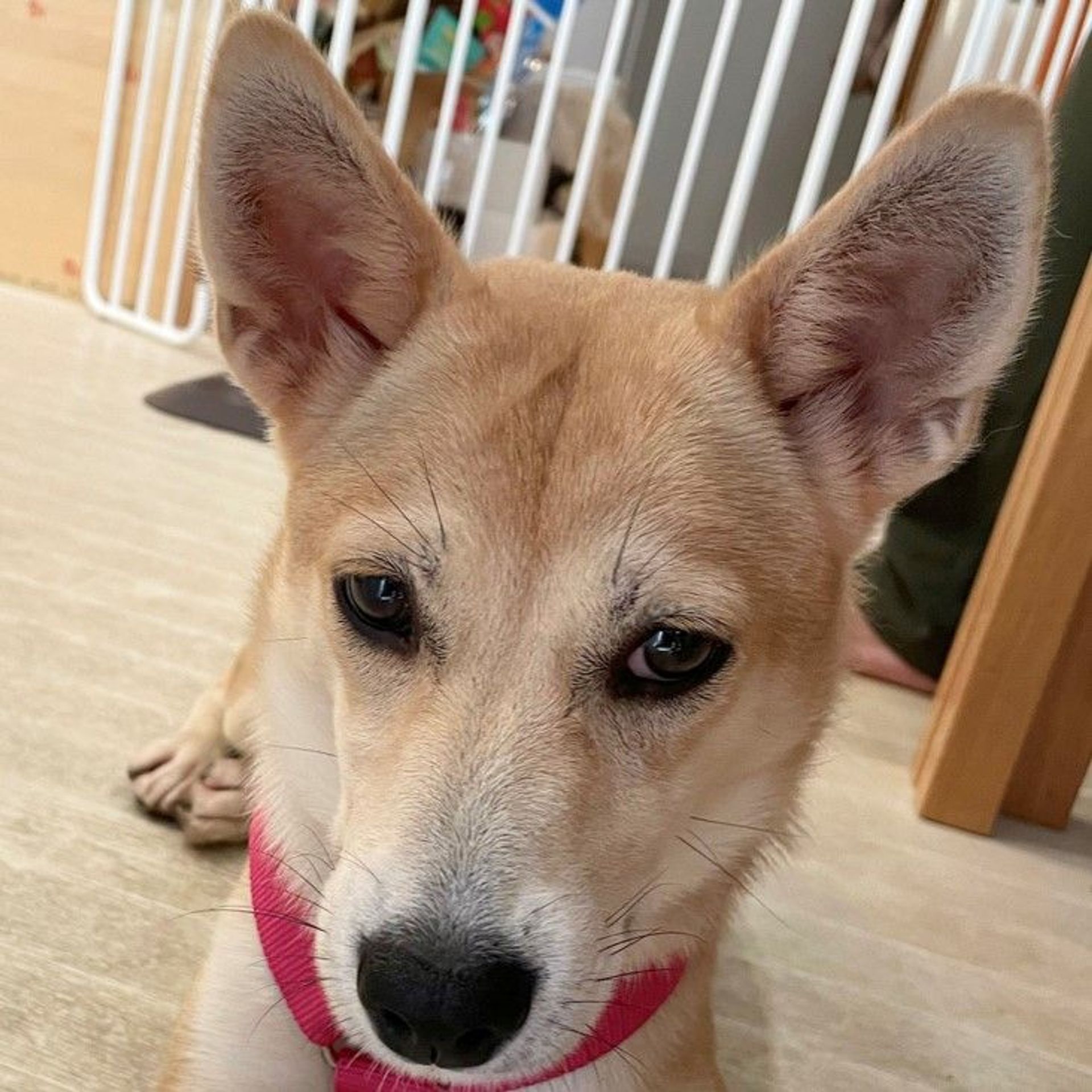 雑種（ミックス犬）・メスの里親募集の写真