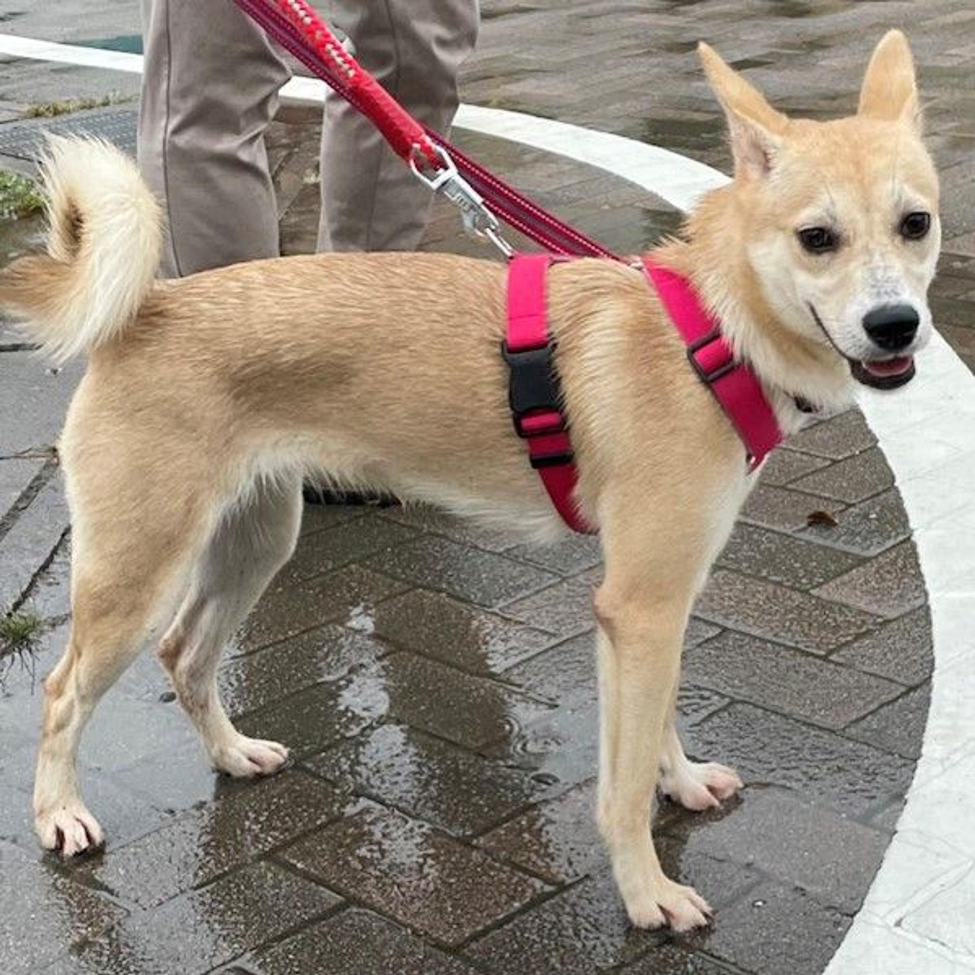 pet-image-2