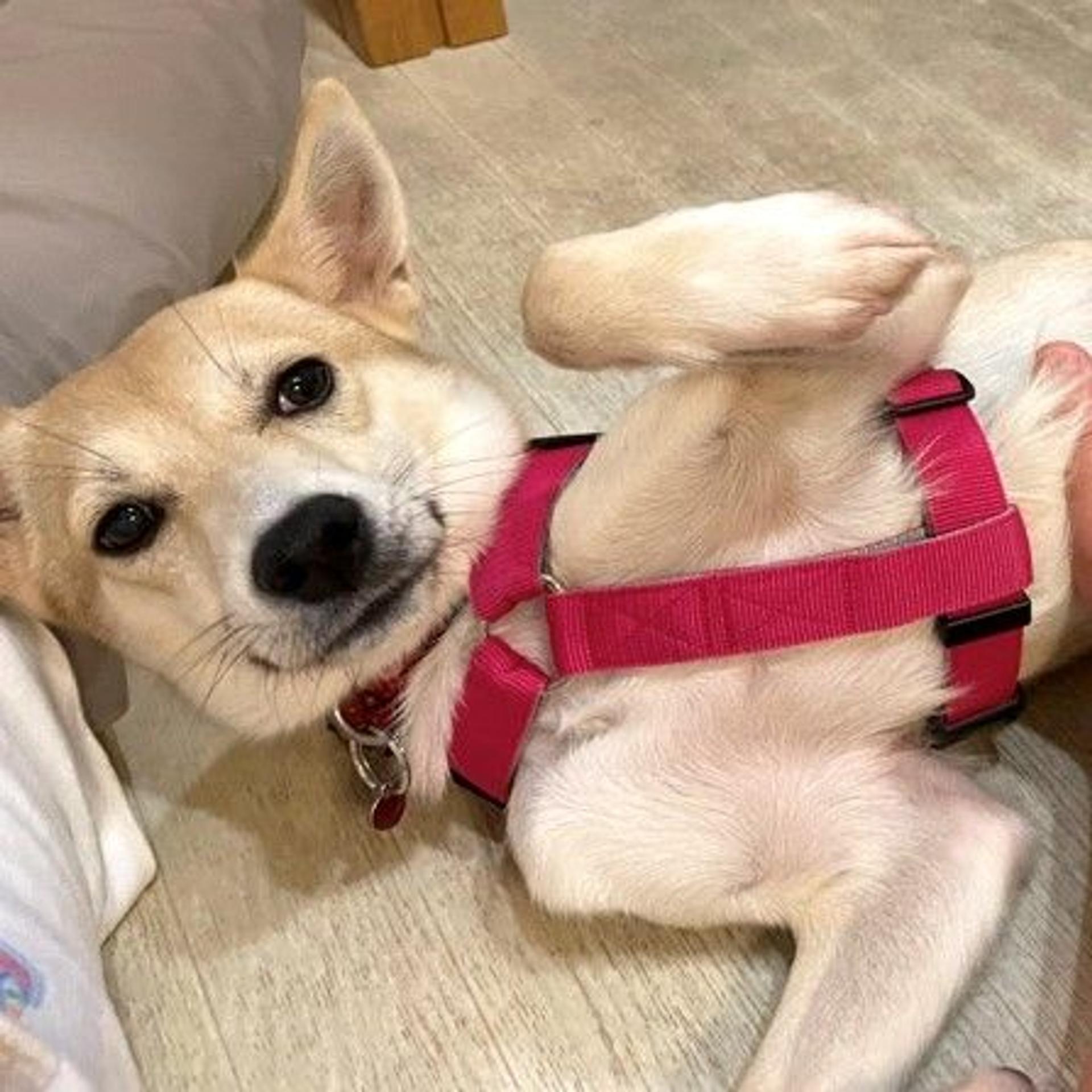 pet-image-3