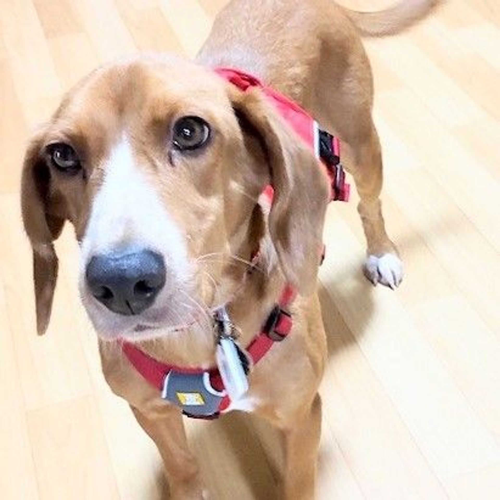 雑種（ミックス犬）・メスの里親募集の写真