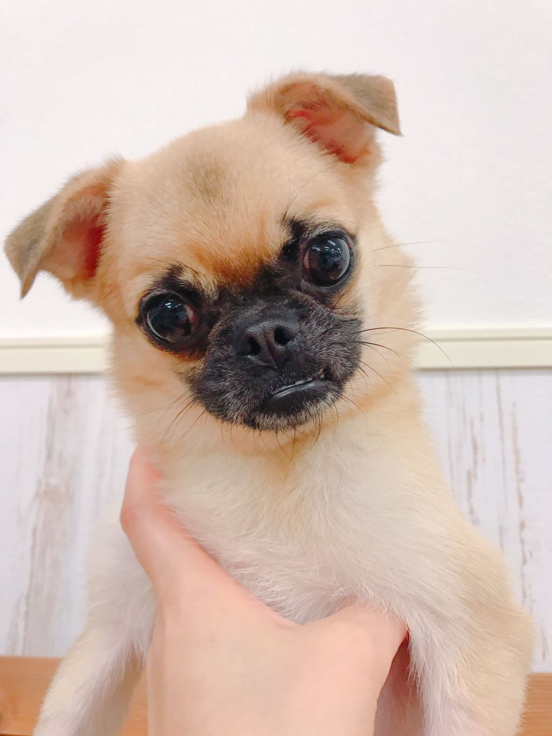 雑種（ミックス犬）・メスの里親募集の写真