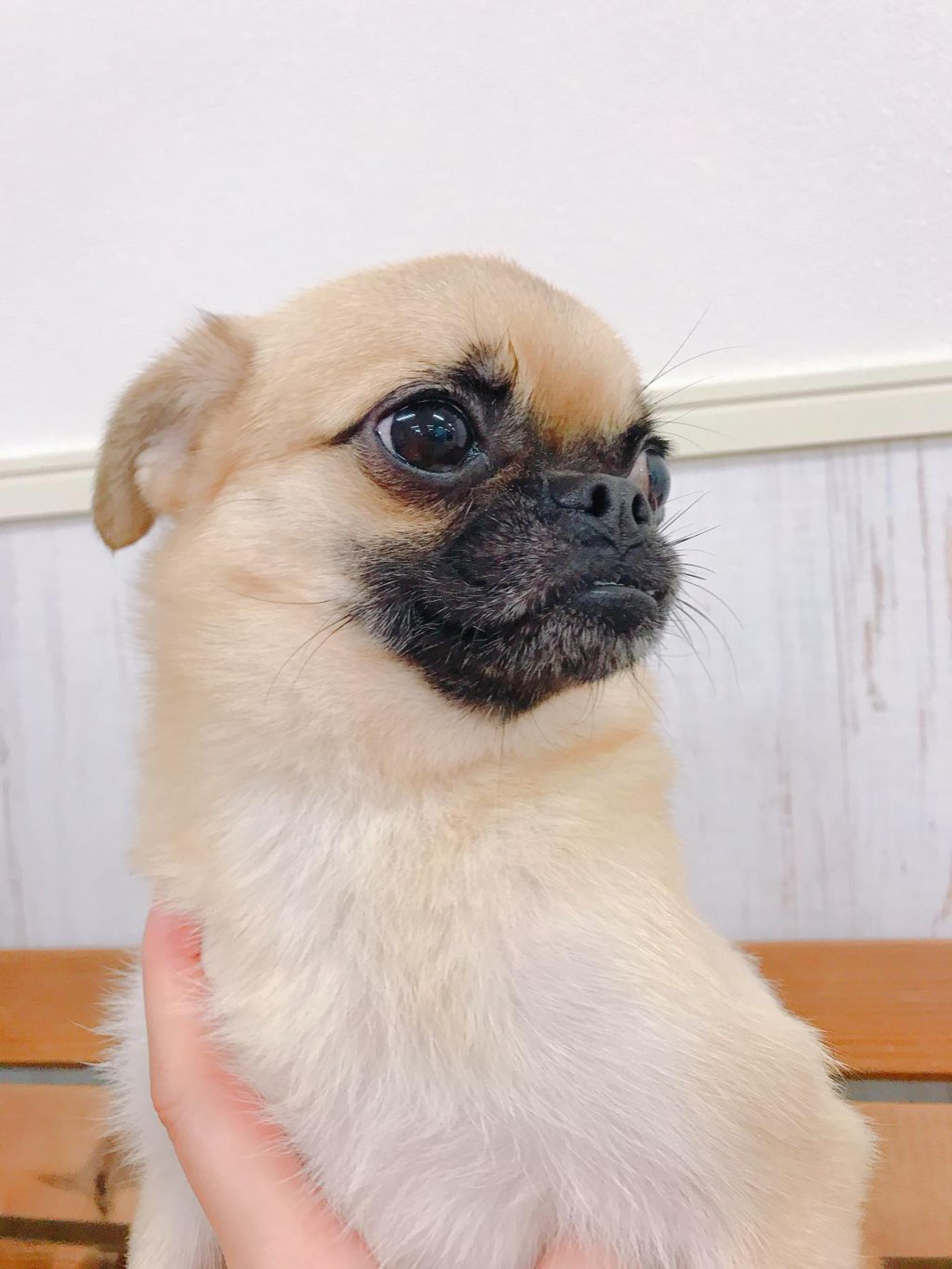 pet-image-3