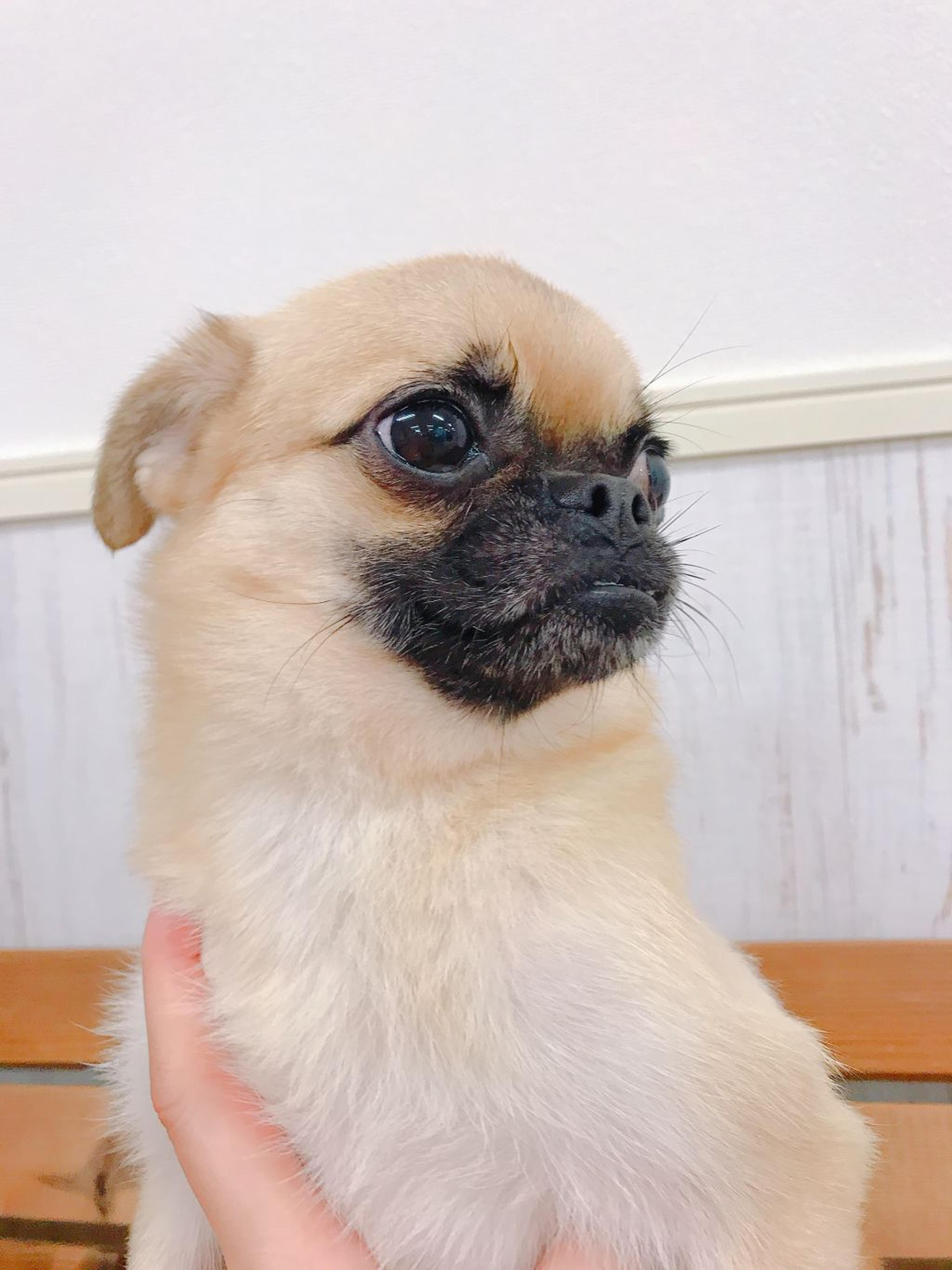 pet-image-3
