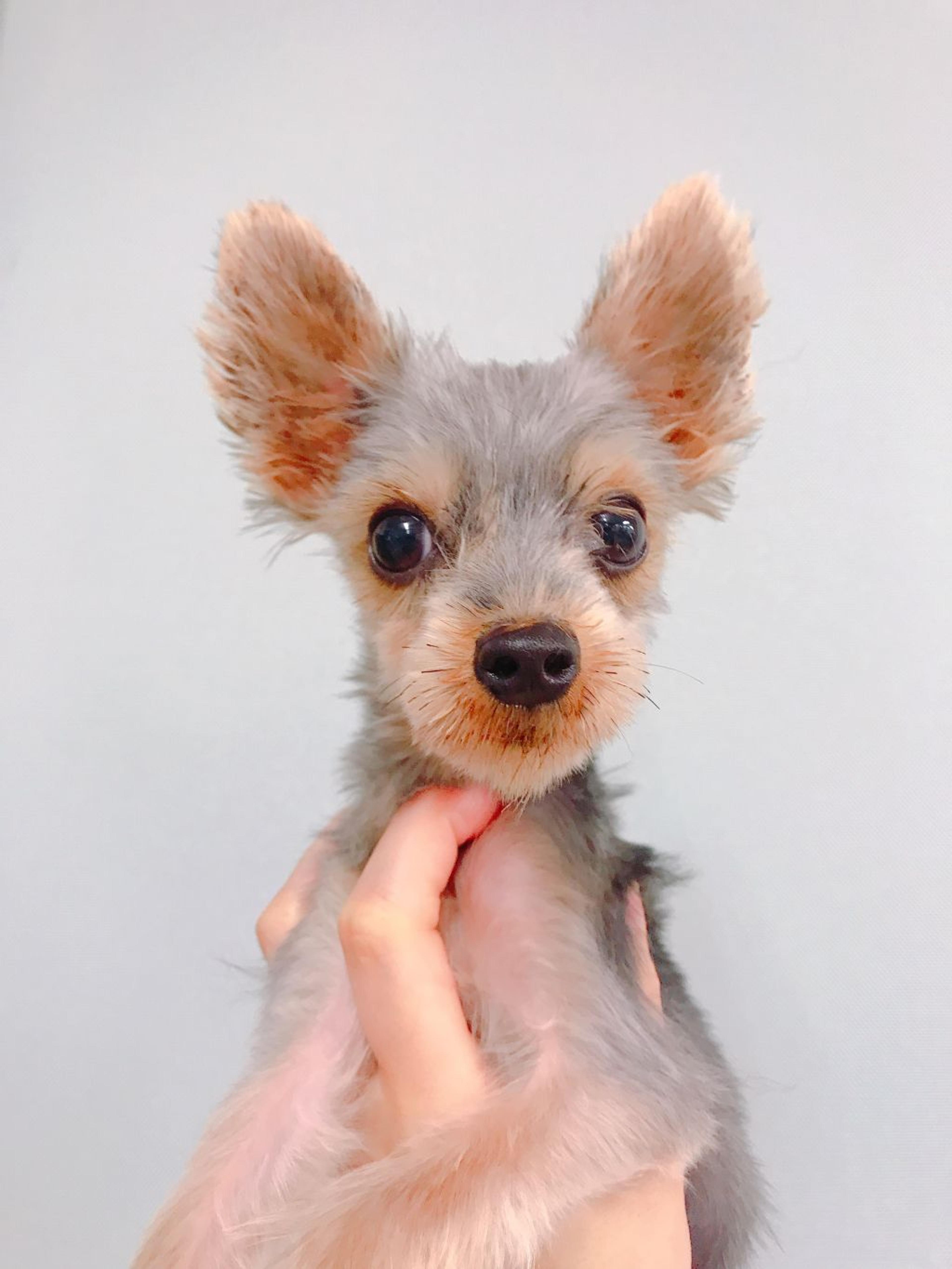 pet-image-2