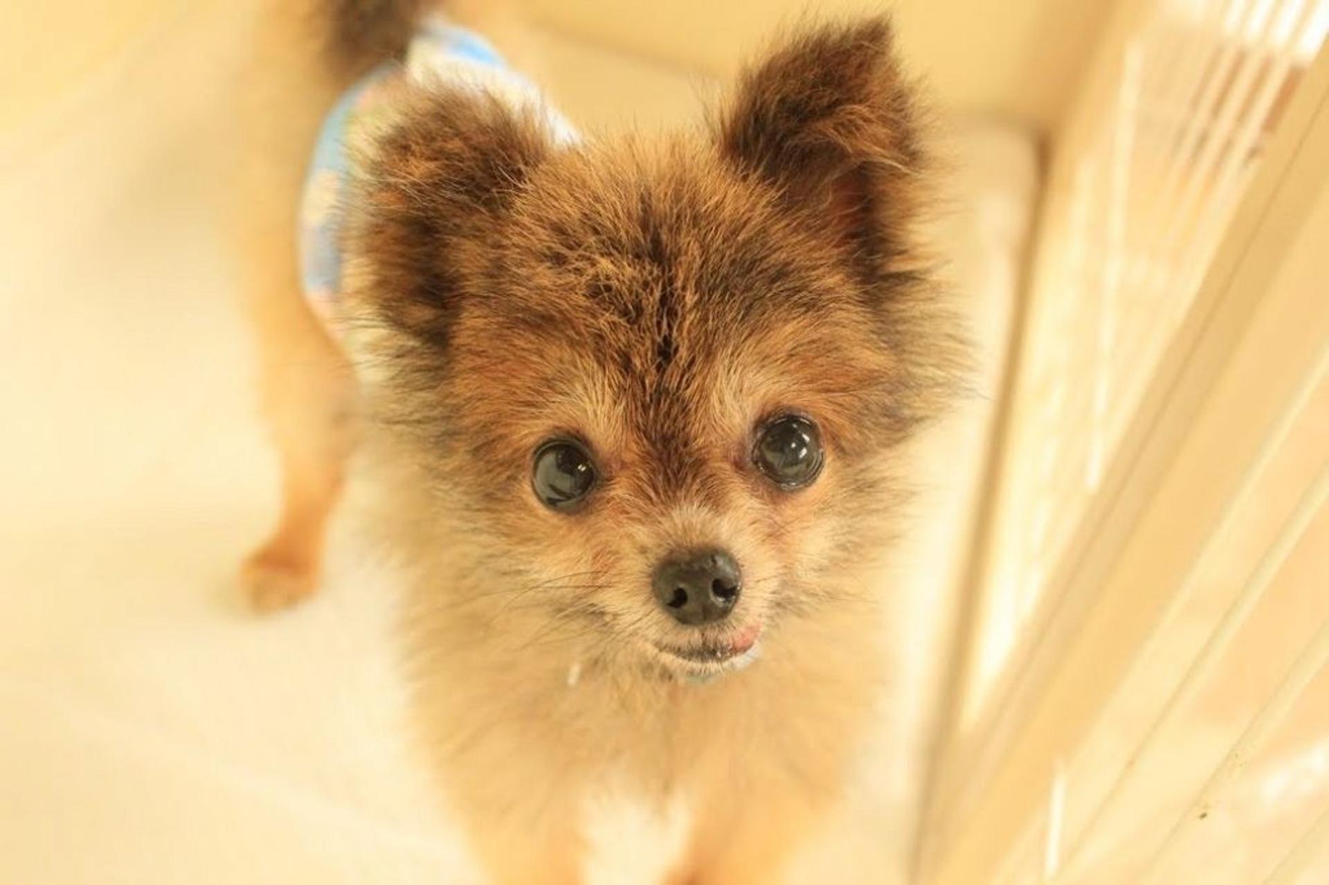 pet-image-3