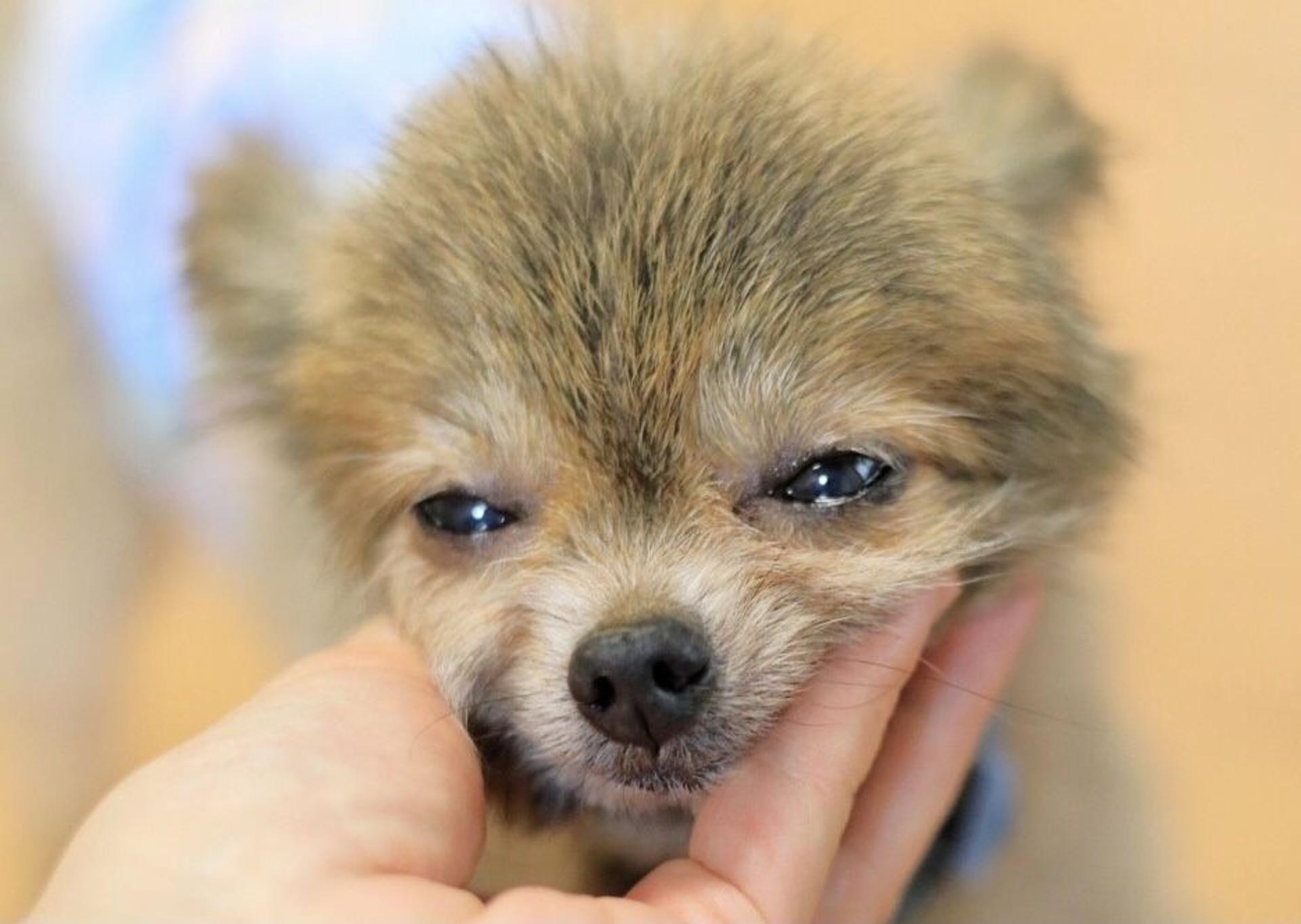 pet-image-6