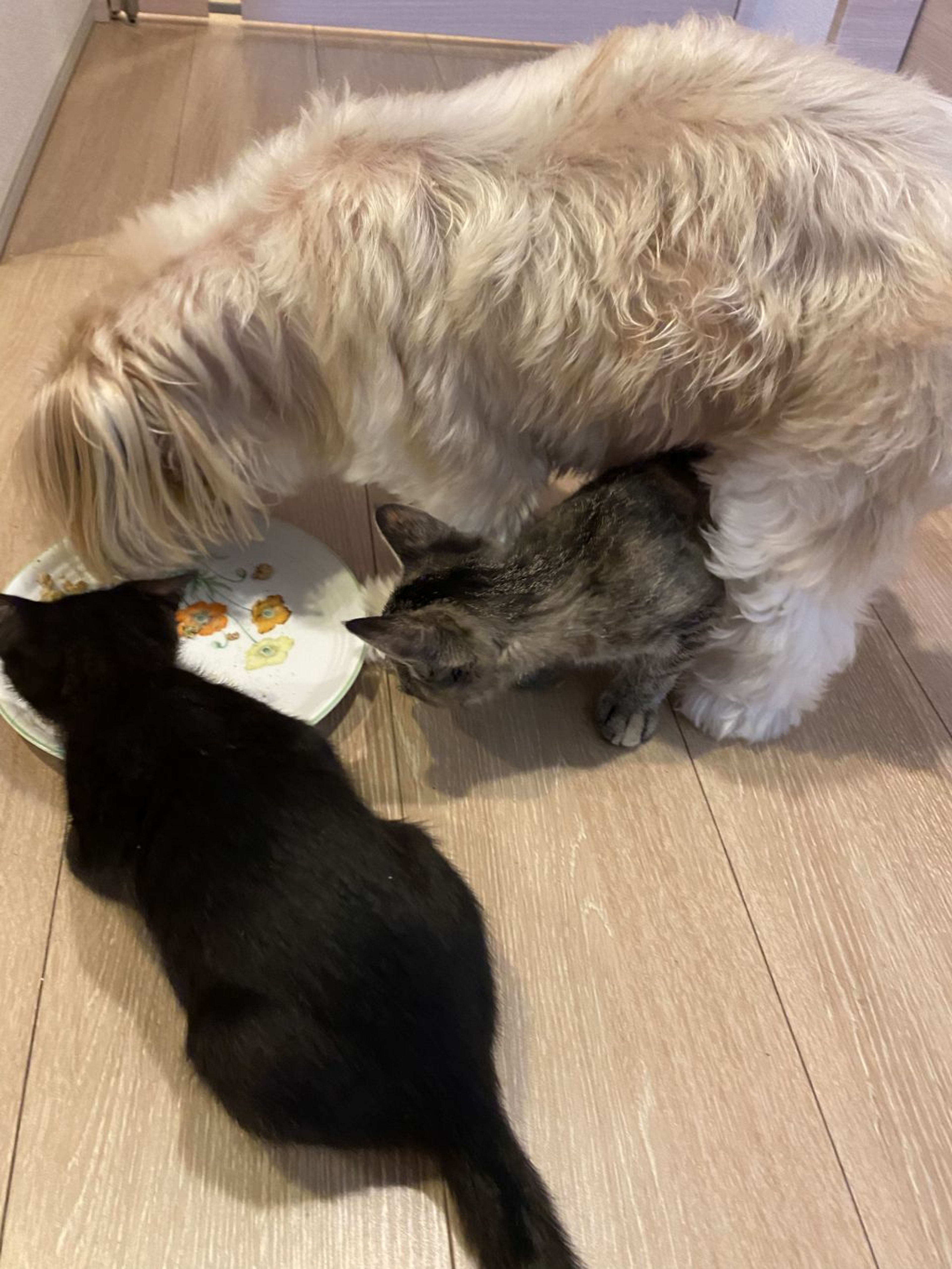 pet-image-3
