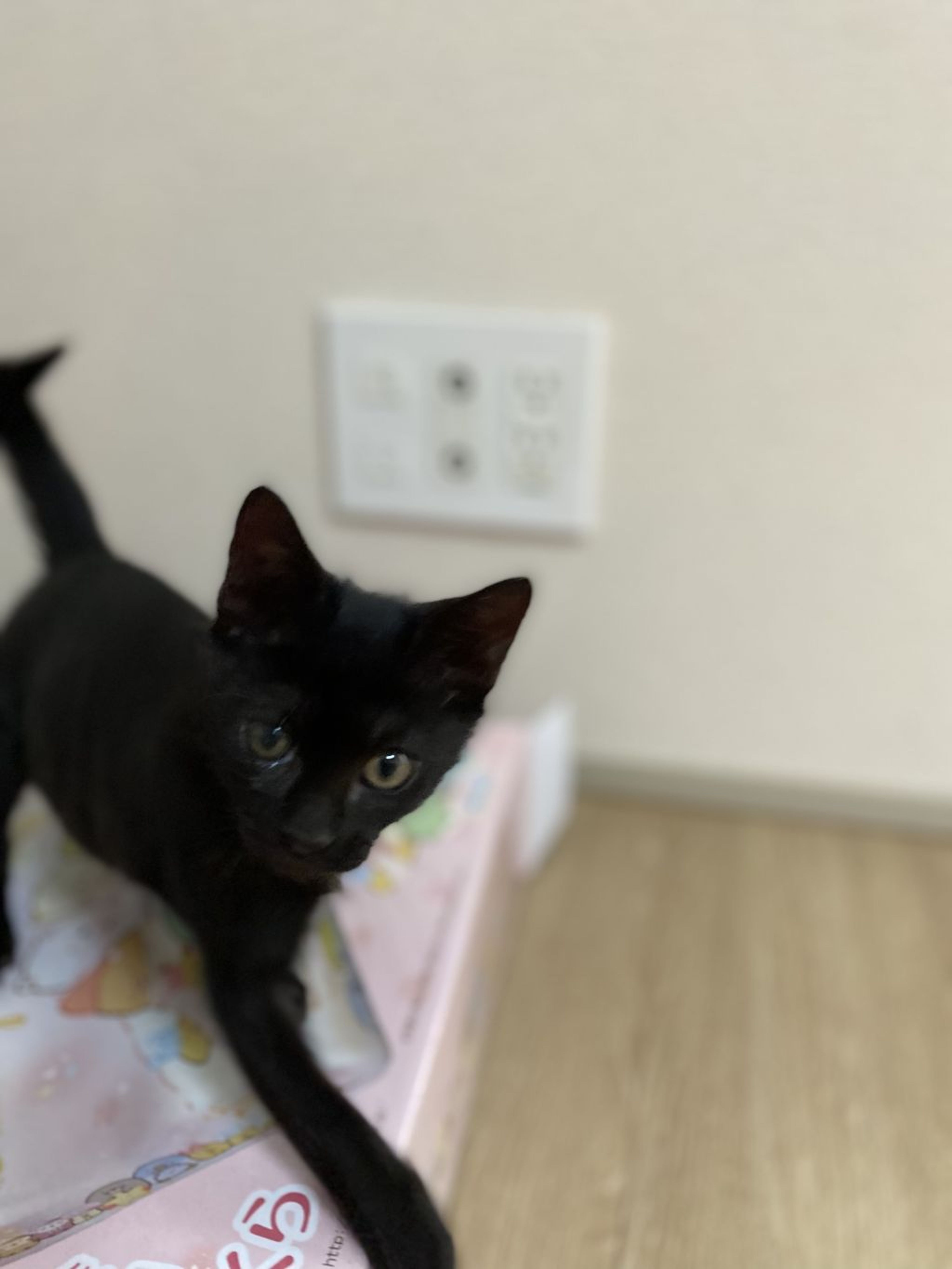 pet-image-4