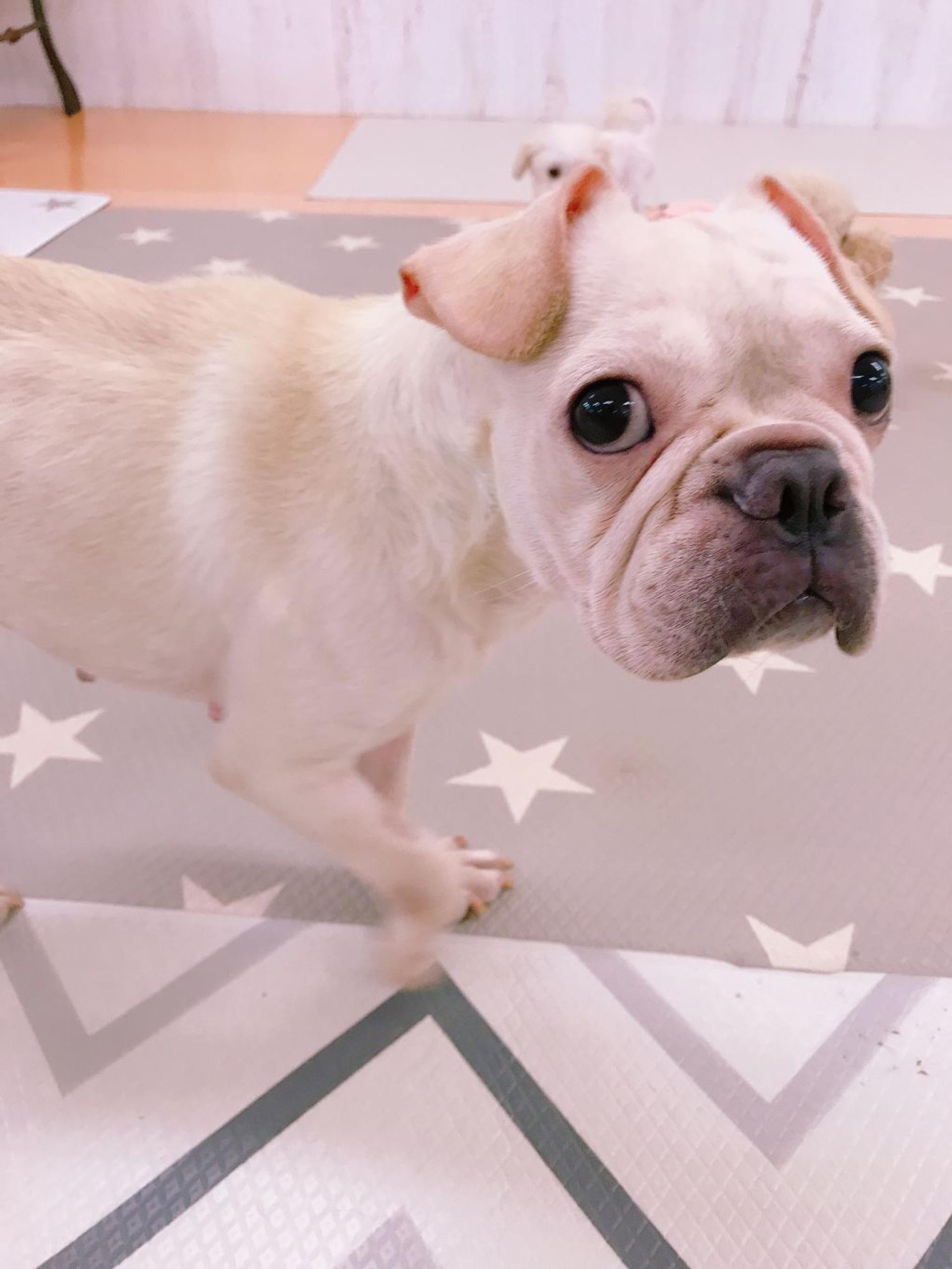 pet-image-2