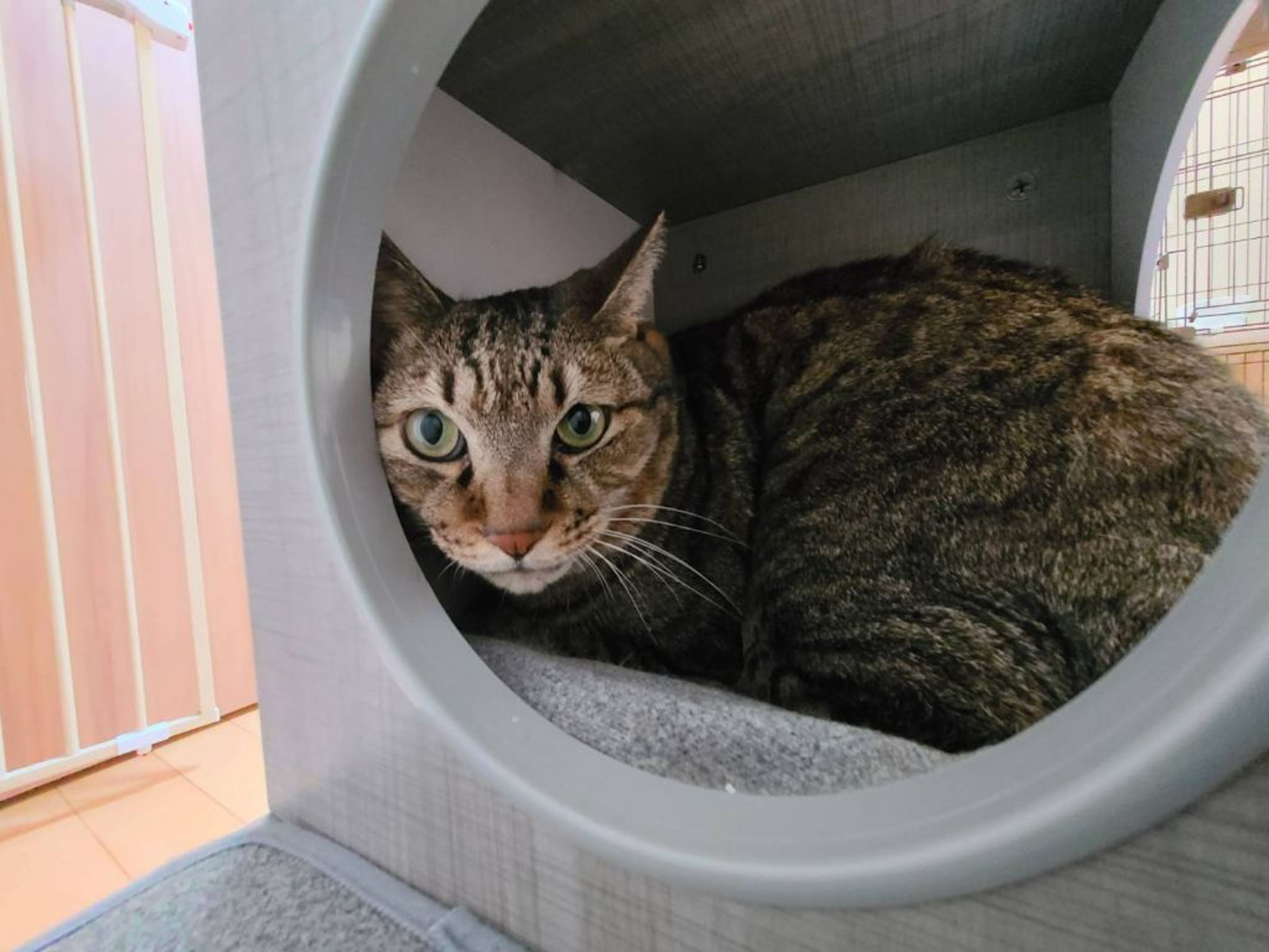 pet-image-2