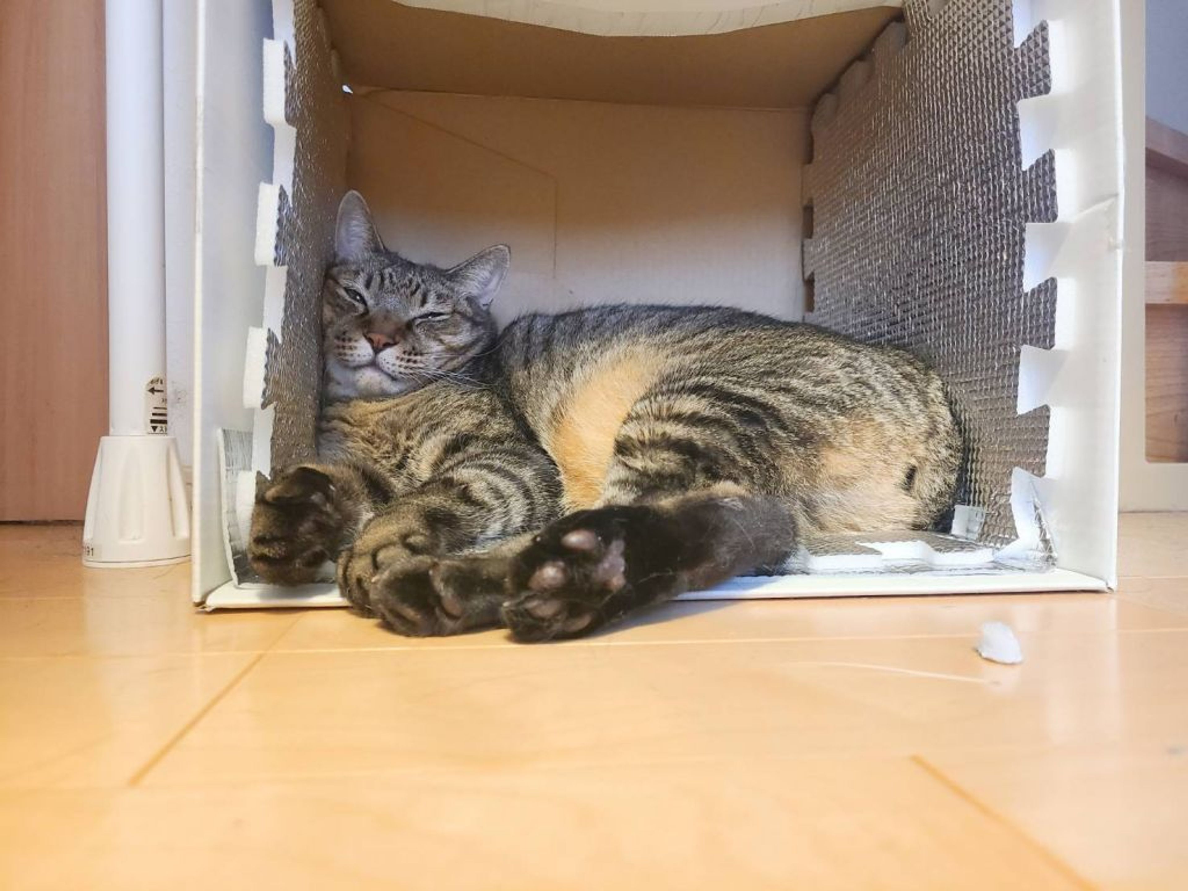 pet-image-4