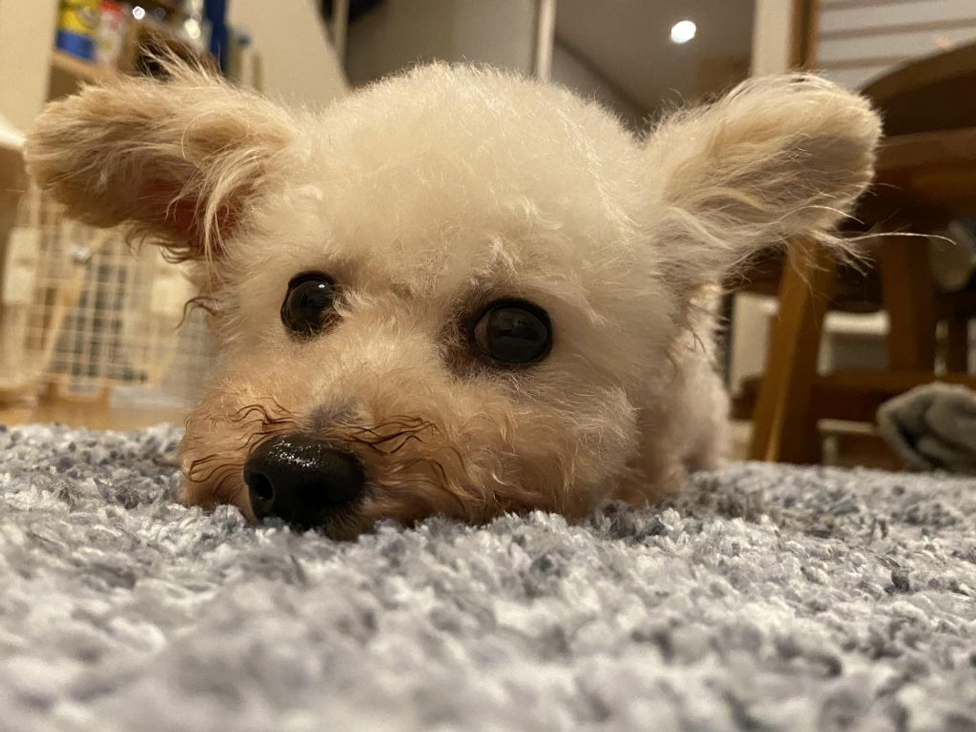 pet-image-2