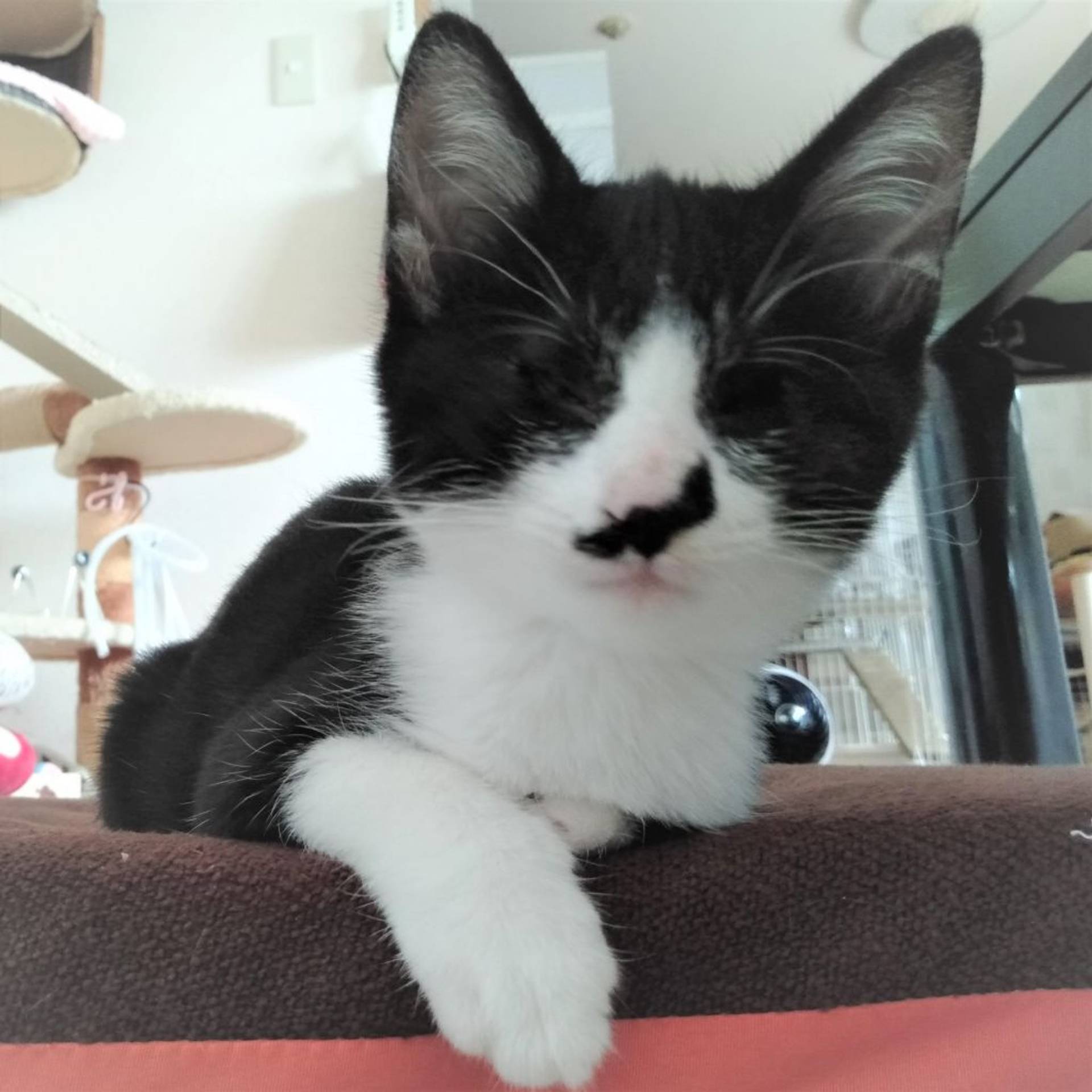 雑種（ミックス猫）・オスの里親募集の写真