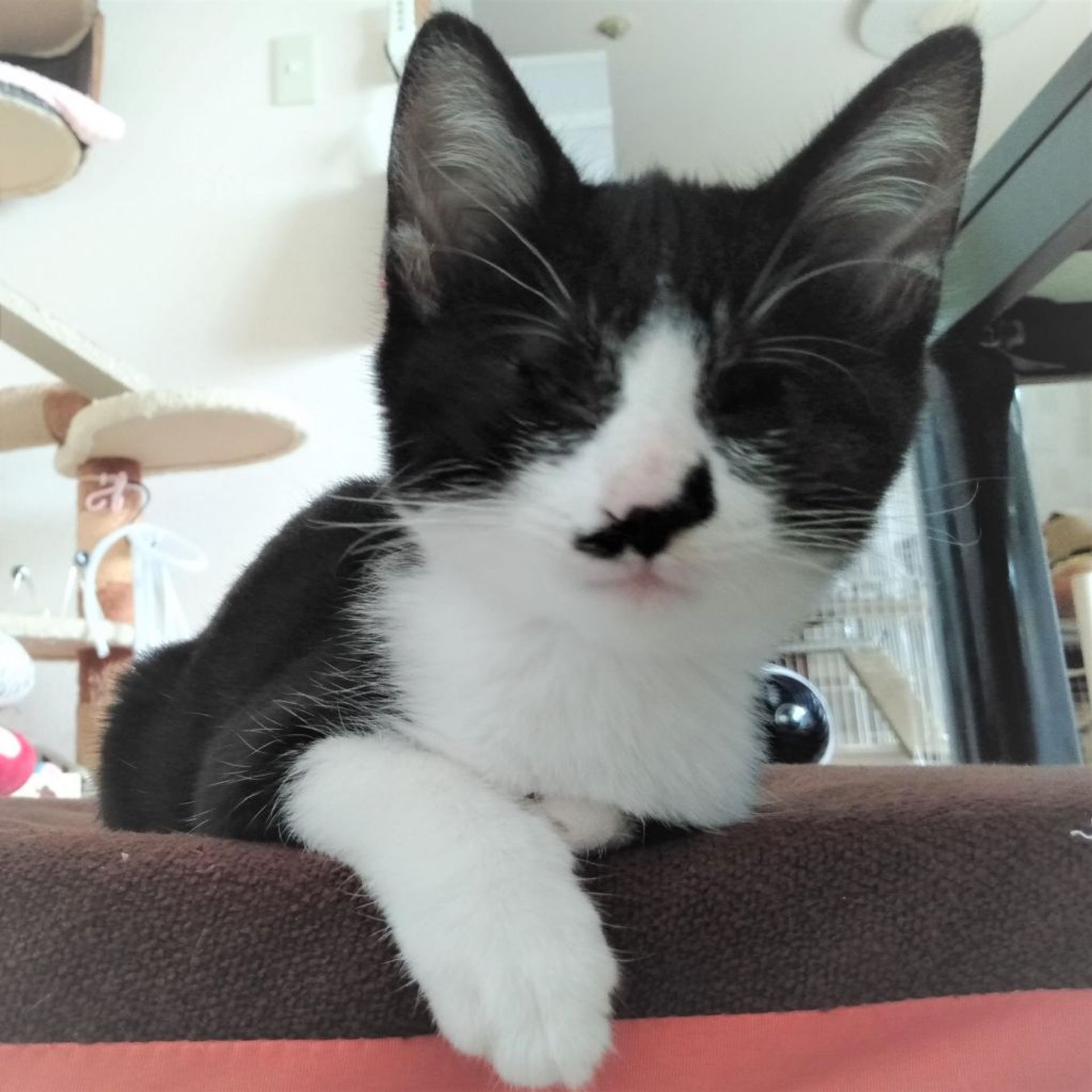 雑種（ミックス猫）・オスの里親募集の写真