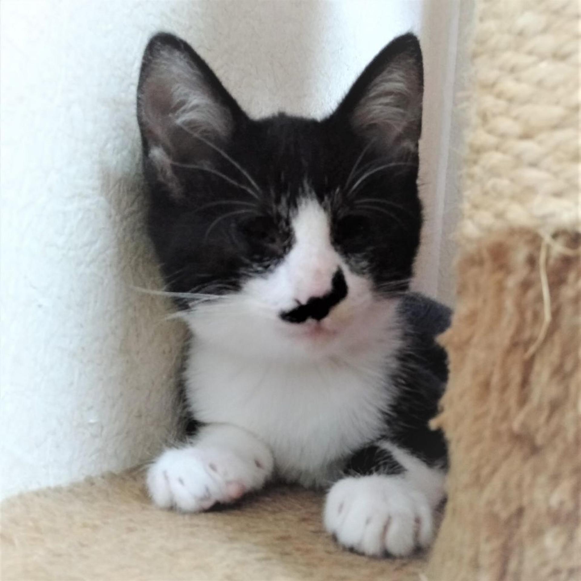 pet-image-5