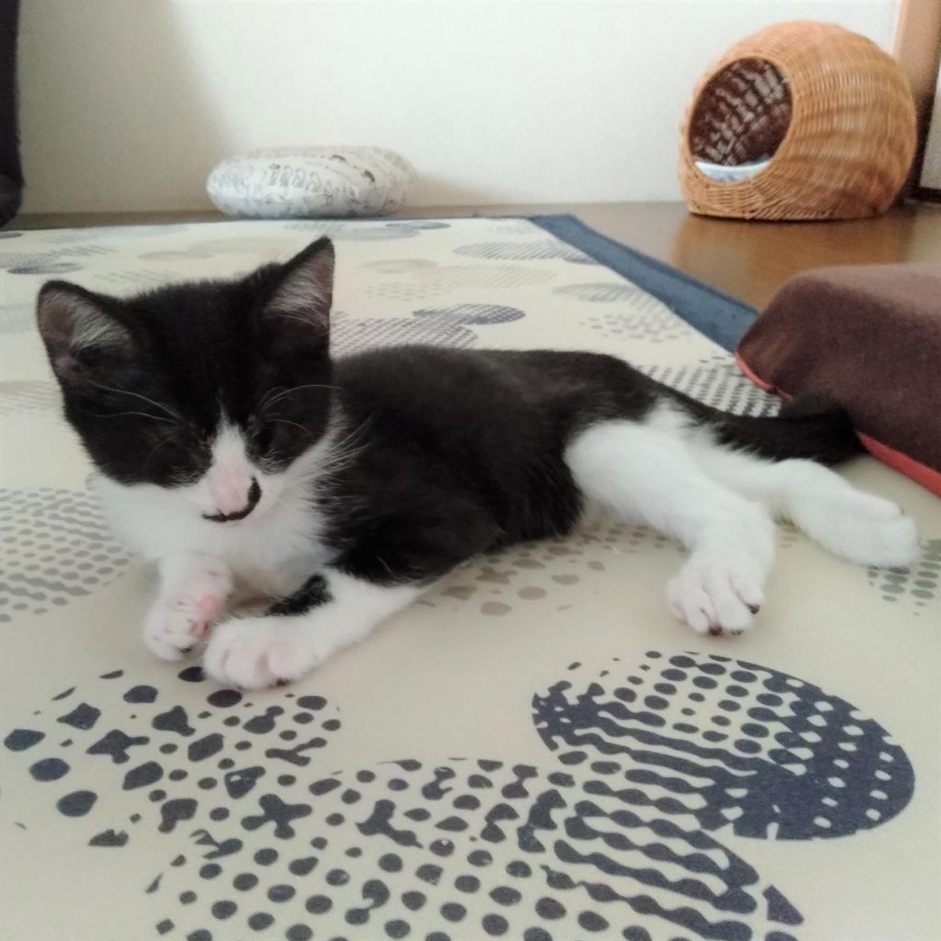 pet-image-8