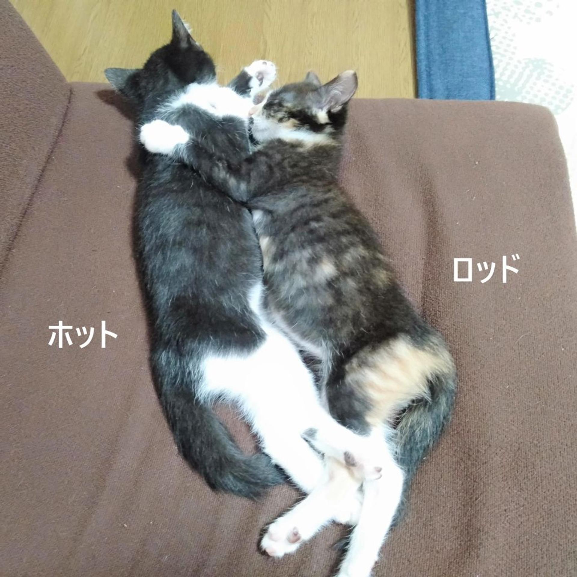 pet-image-10