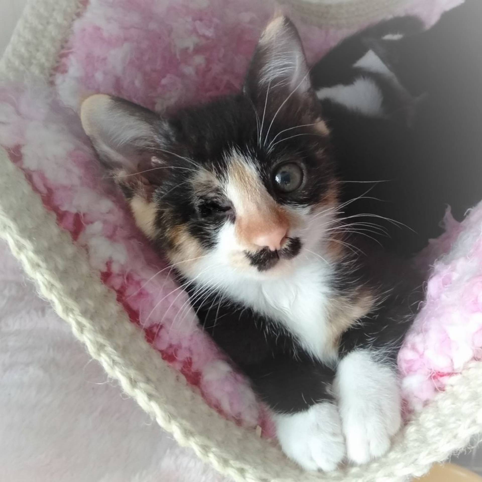 雑種（ミックス猫）・メスの里親募集の写真