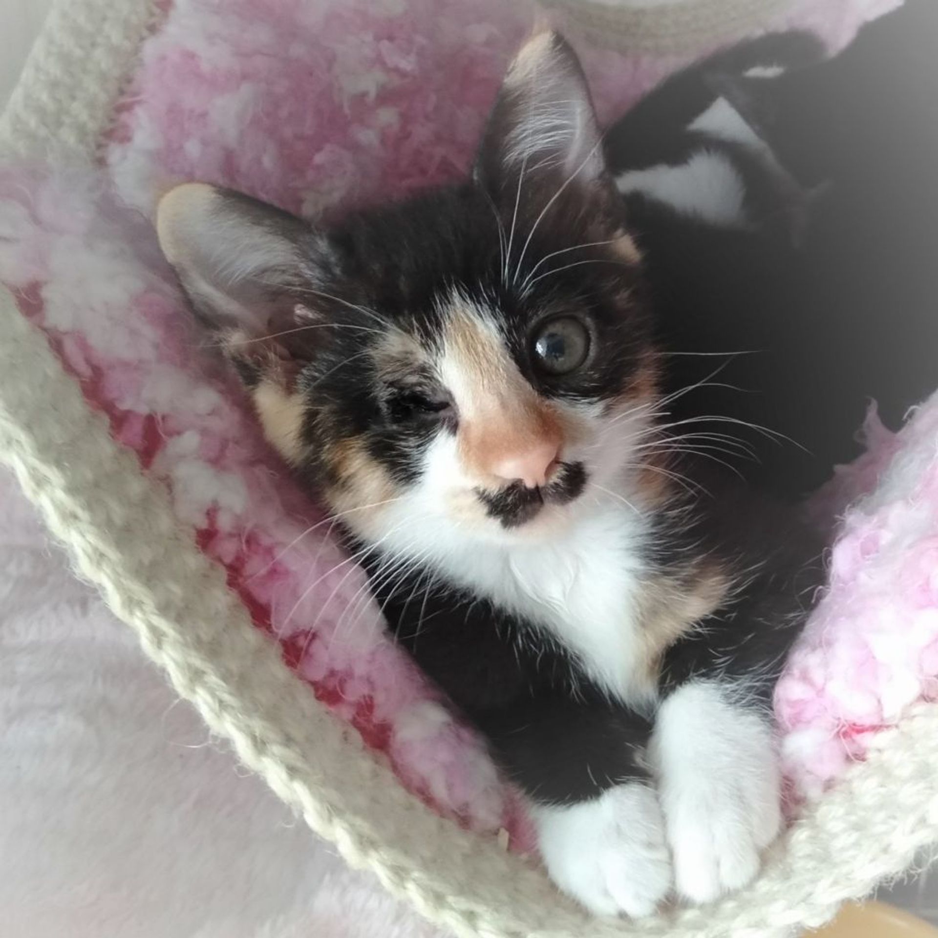 雑種（ミックス猫）・メスの里親募集の写真