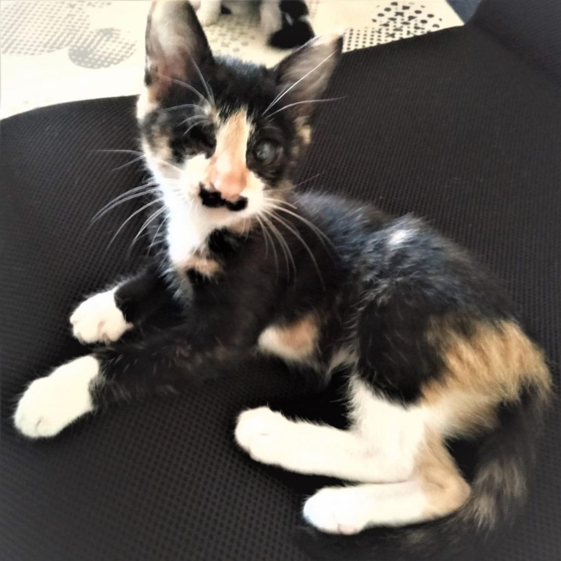 pet-image-2