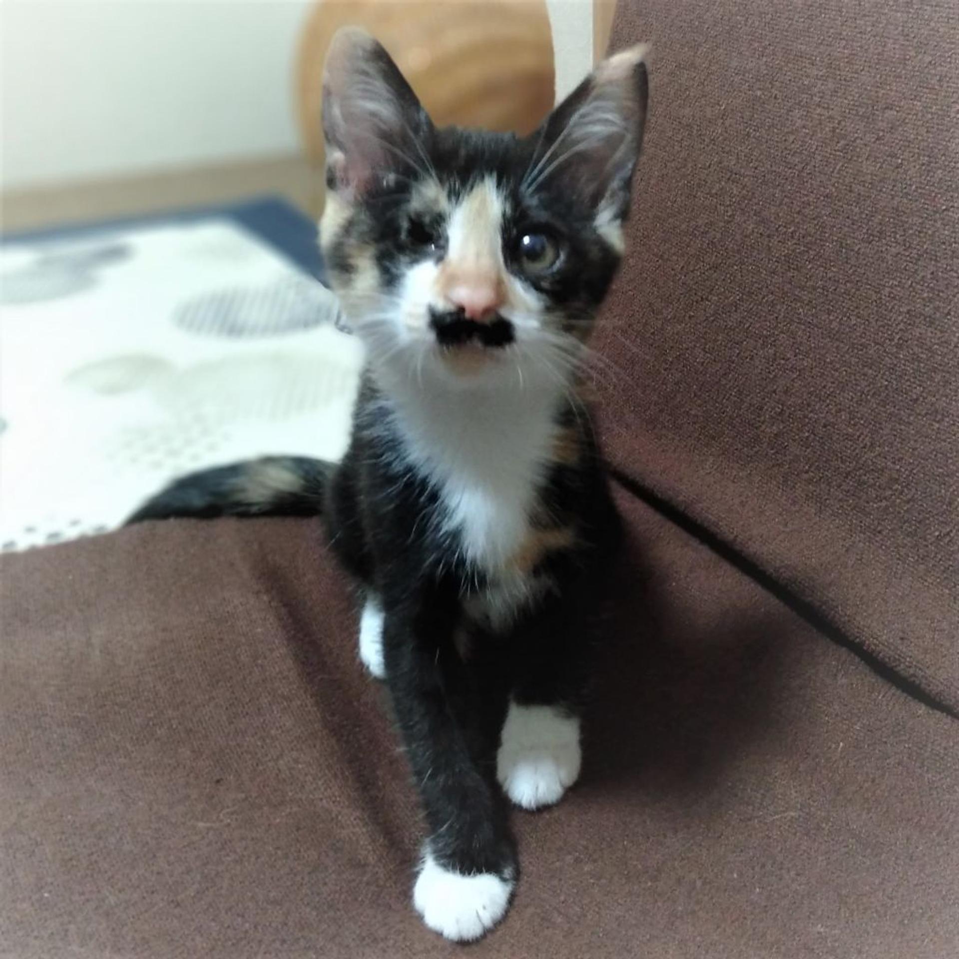 pet-image-5