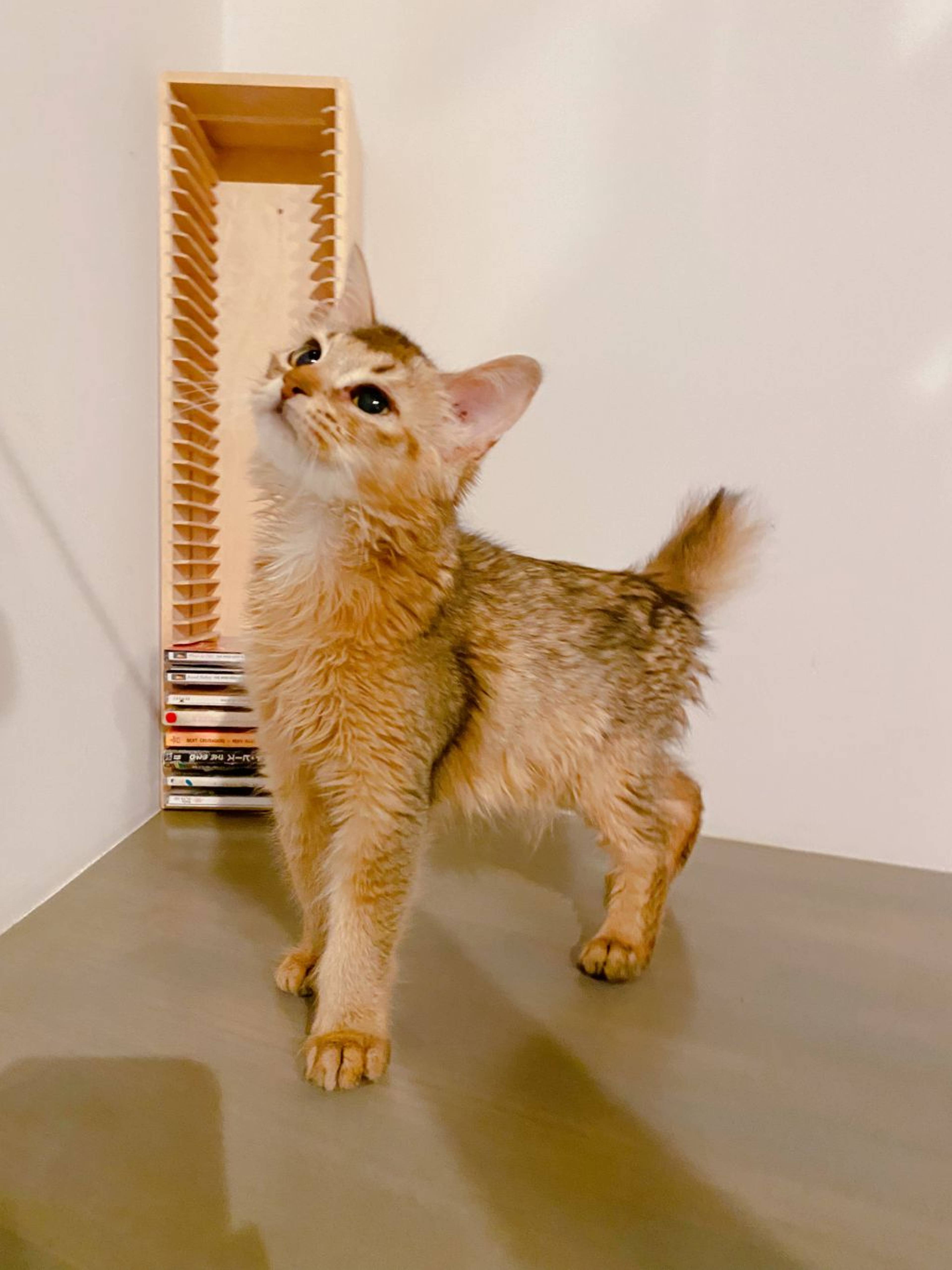 ソマリ・オスの里親募集の写真