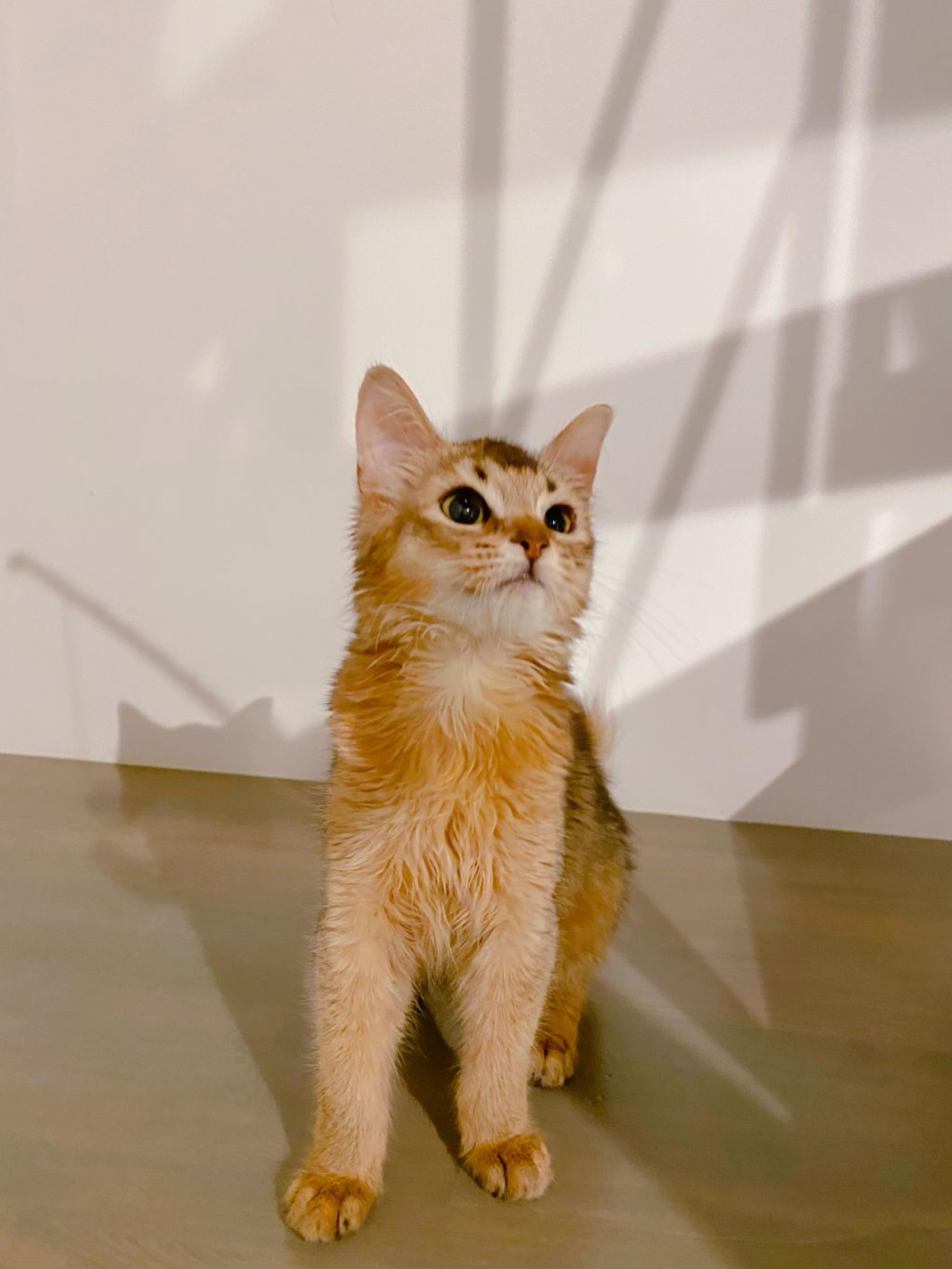 pet-image-2