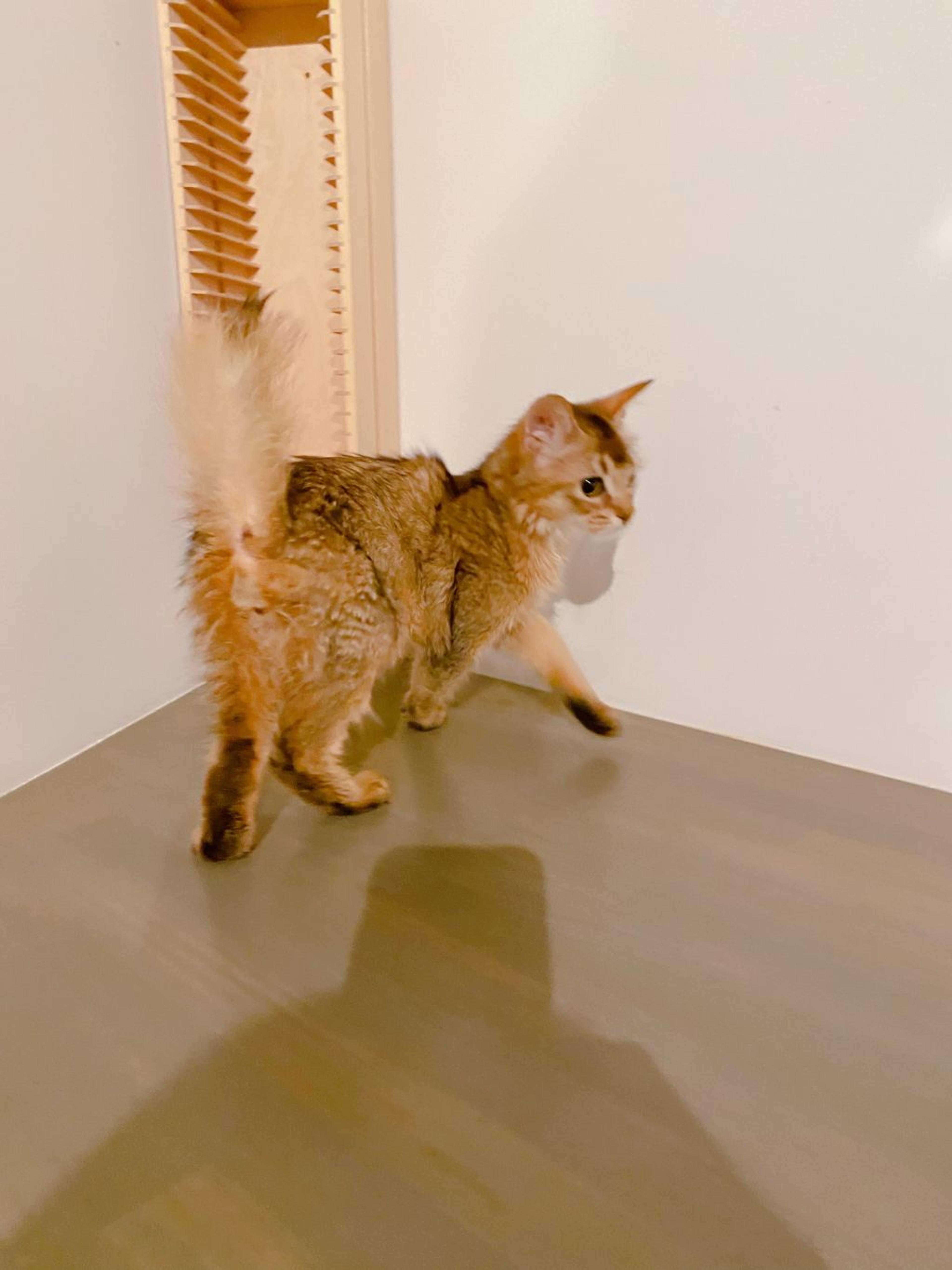 pet-image-3