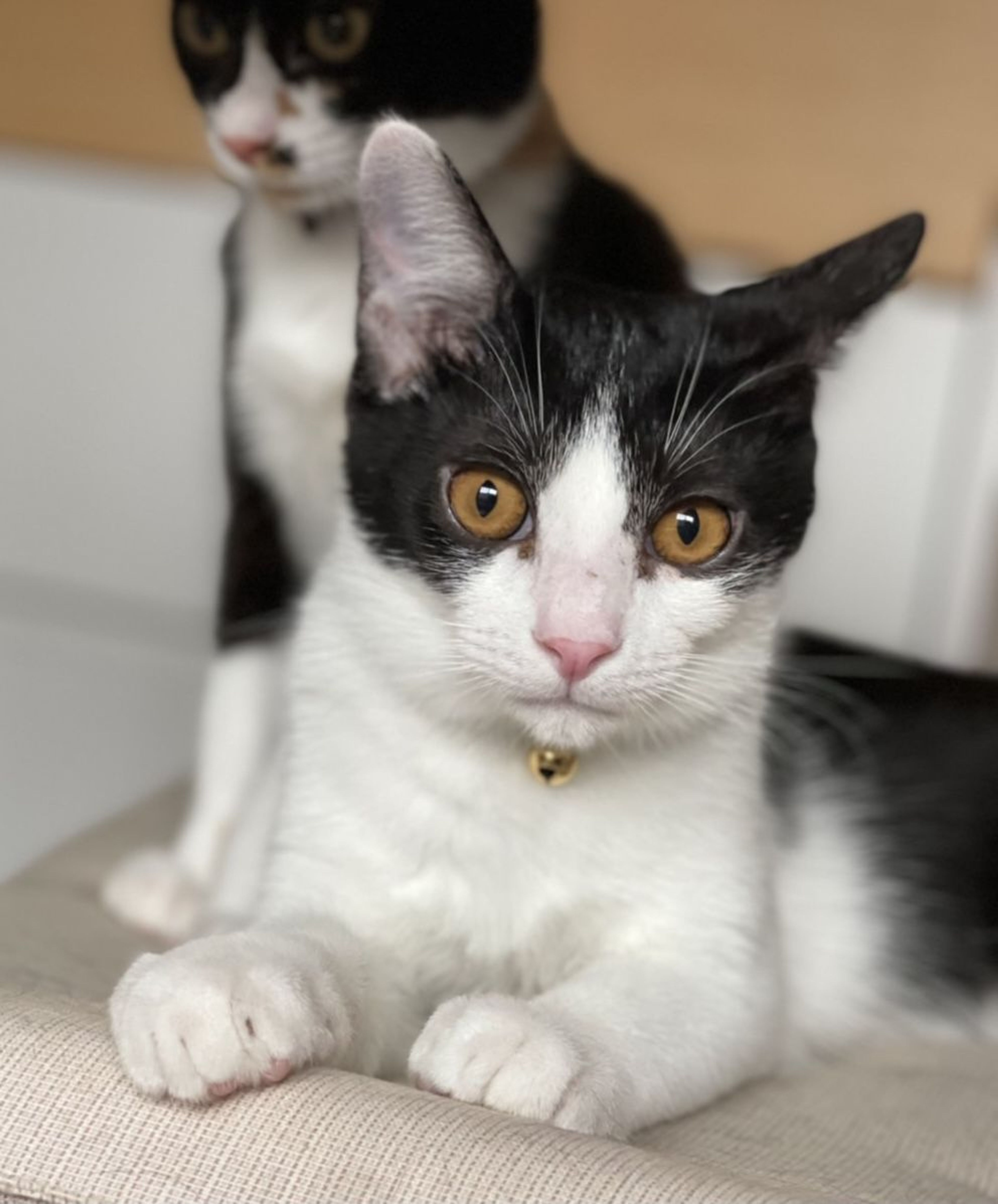 雑種（ミックス猫）・オスの里親募集の写真
