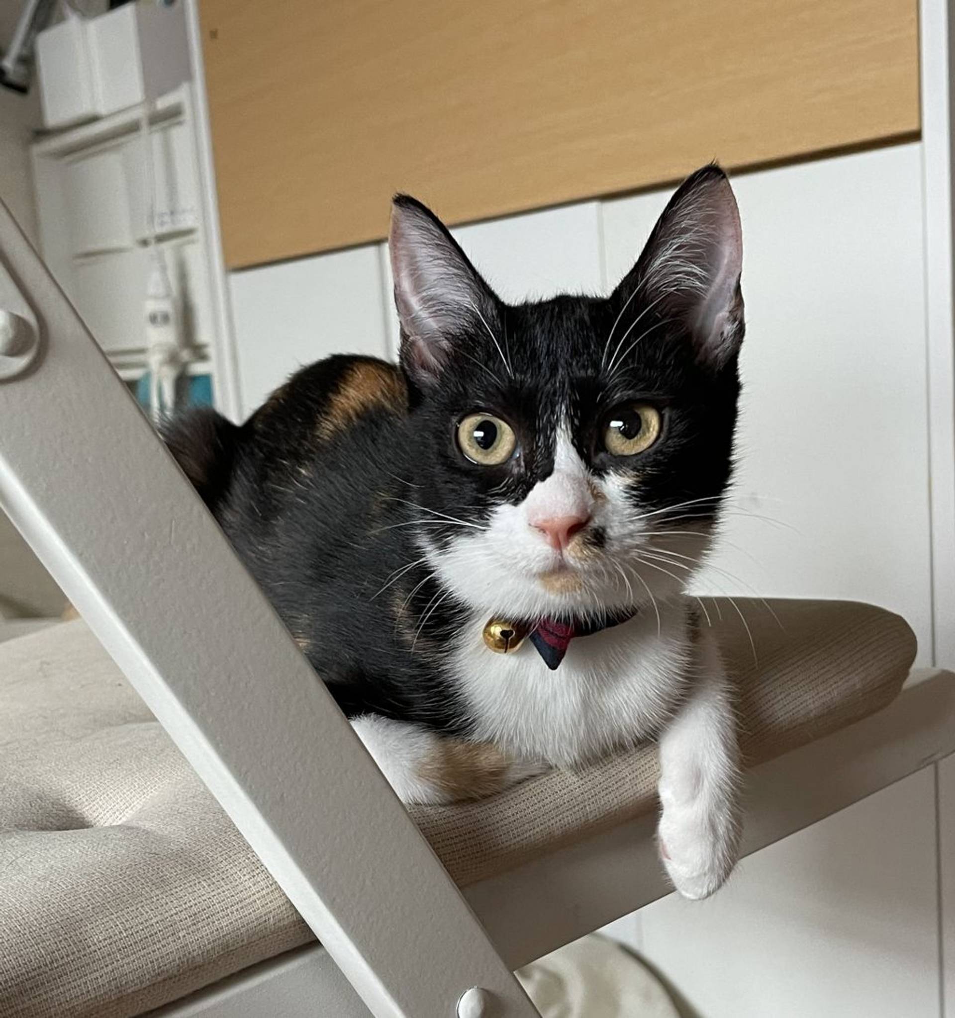 雑種（ミックス猫）・メスの里親募集の写真