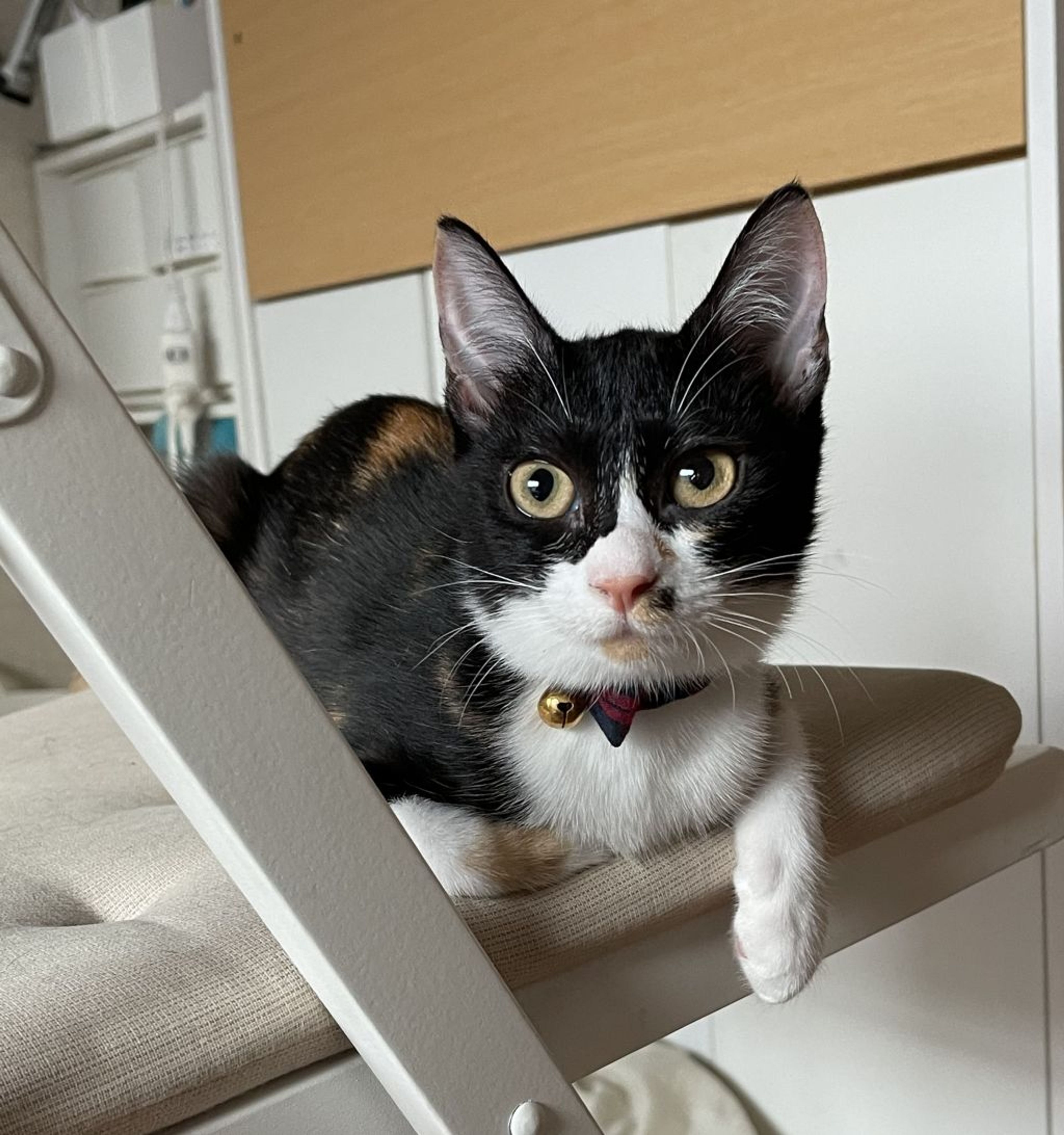 雑種（ミックス猫）・メスの里親募集の写真