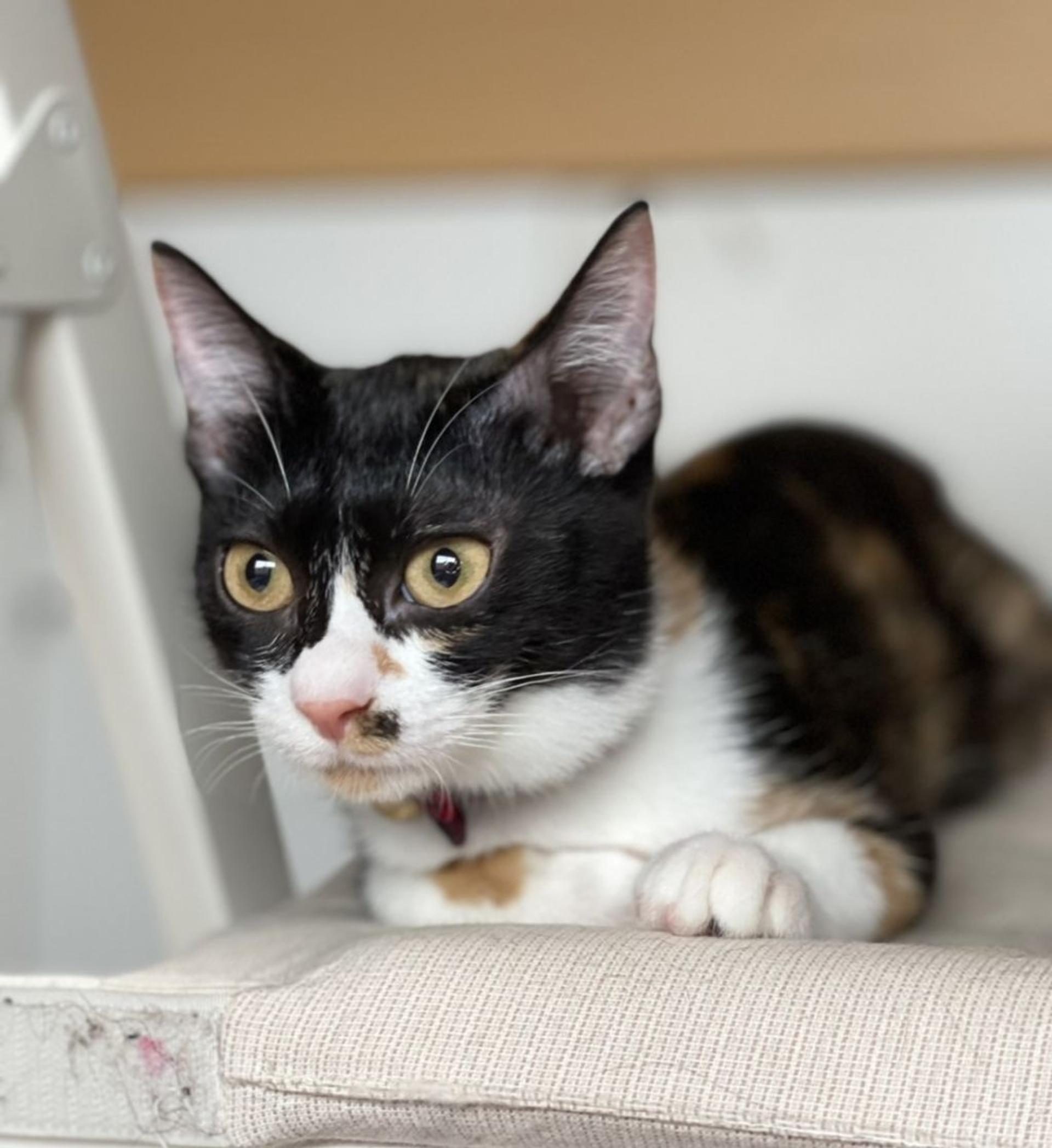 pet-image-3