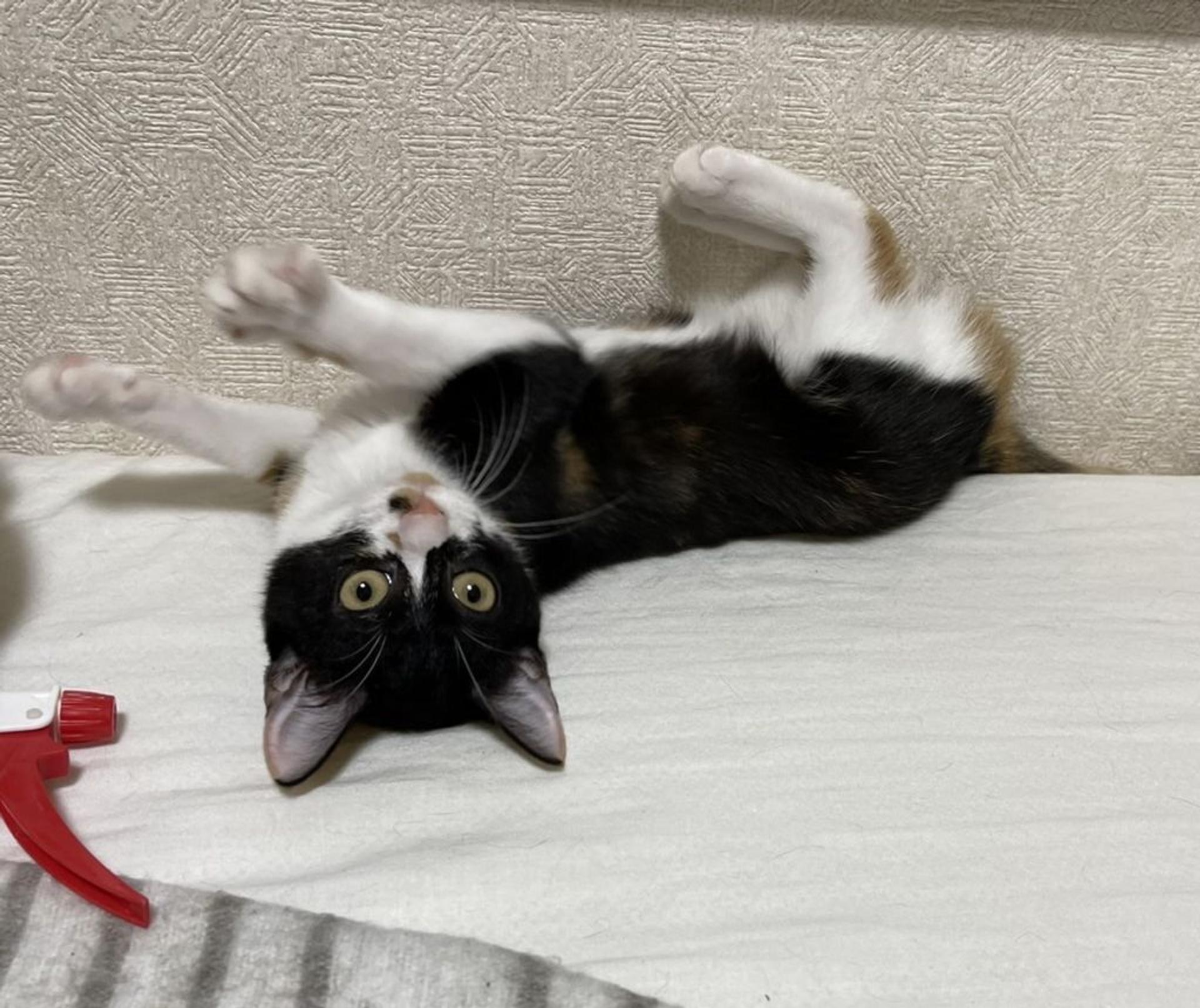 pet-image-4