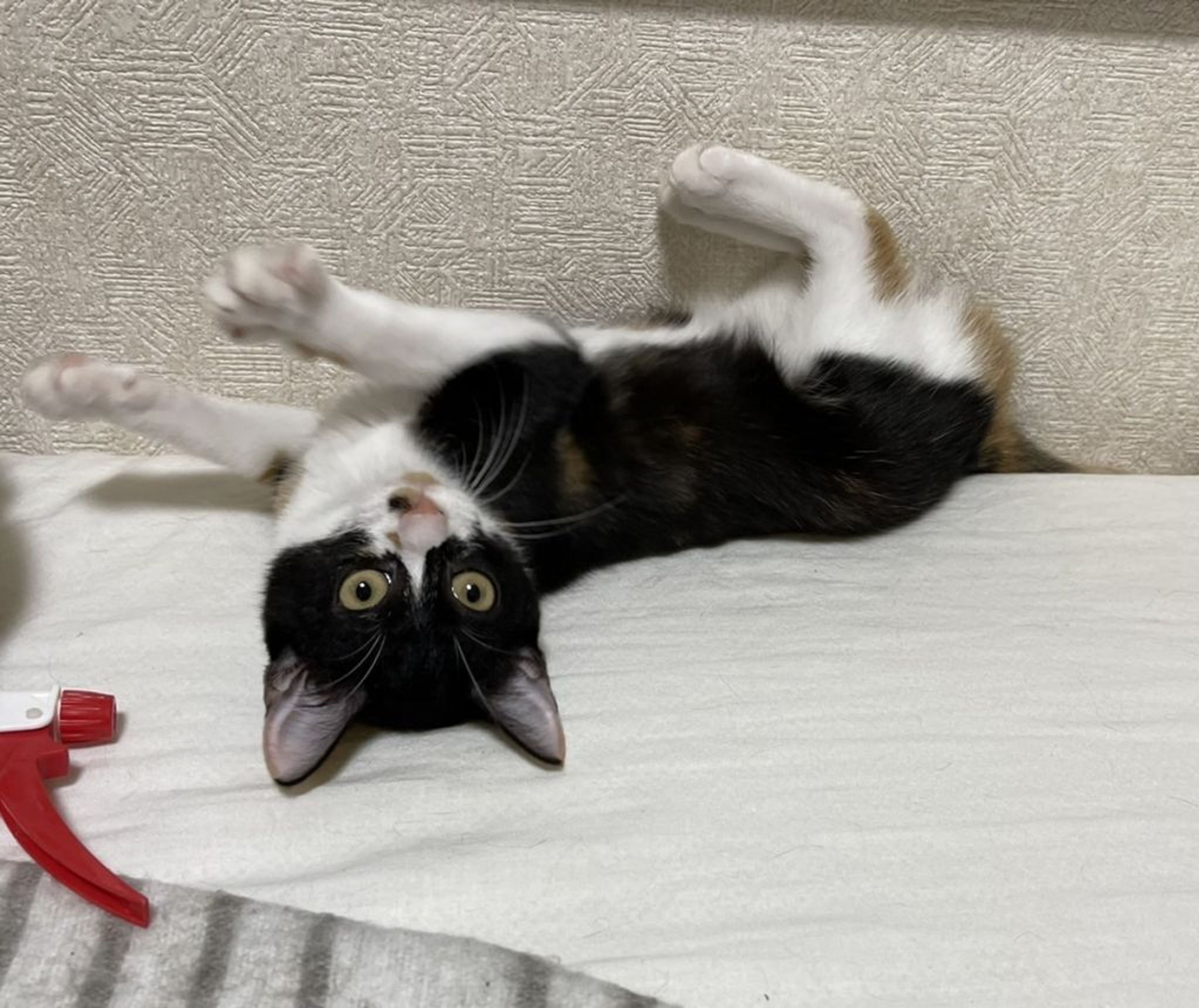 pet-image-4