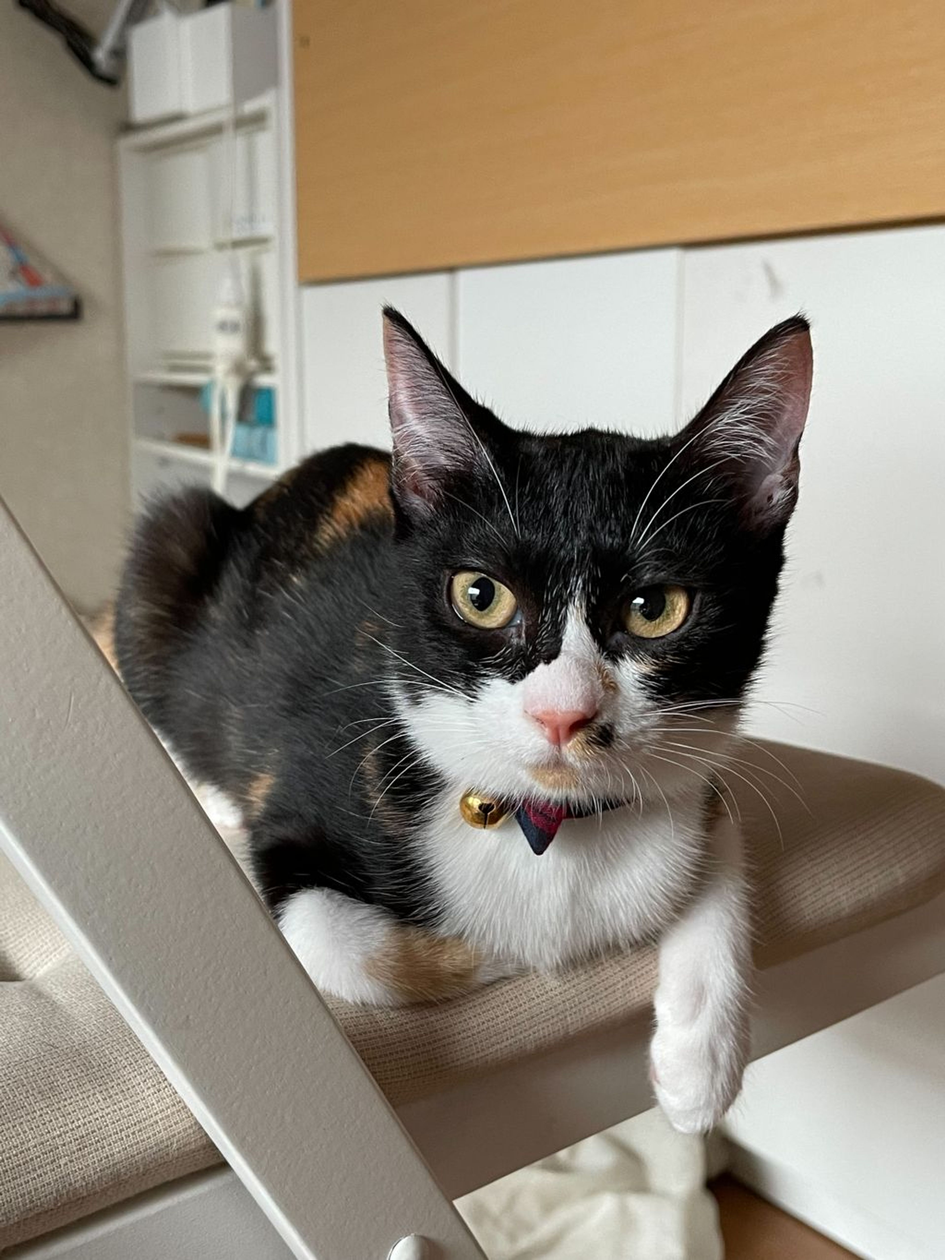 pet-image-5
