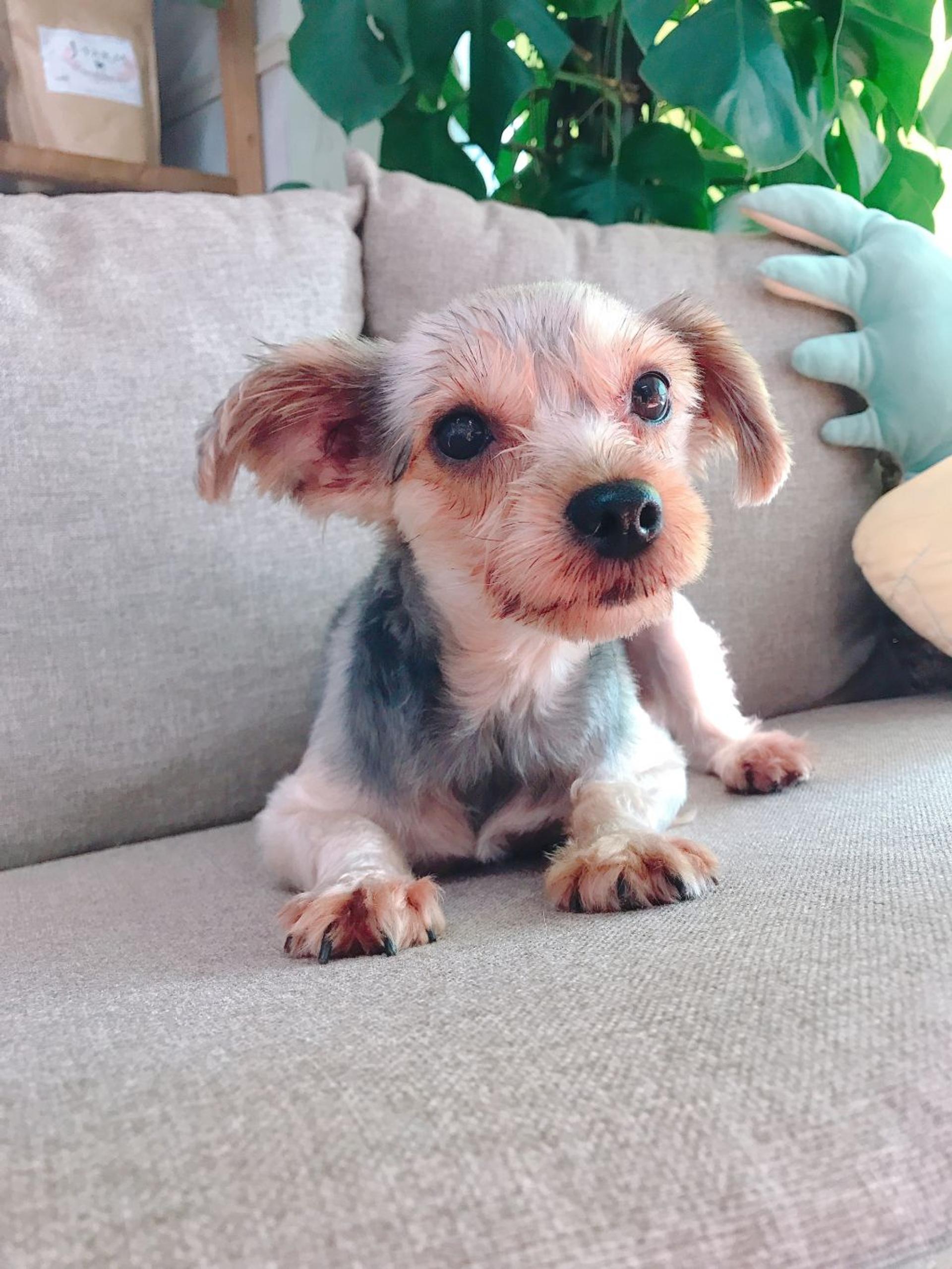 pet-image-2