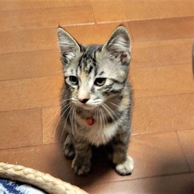 ヘーゼルの写真