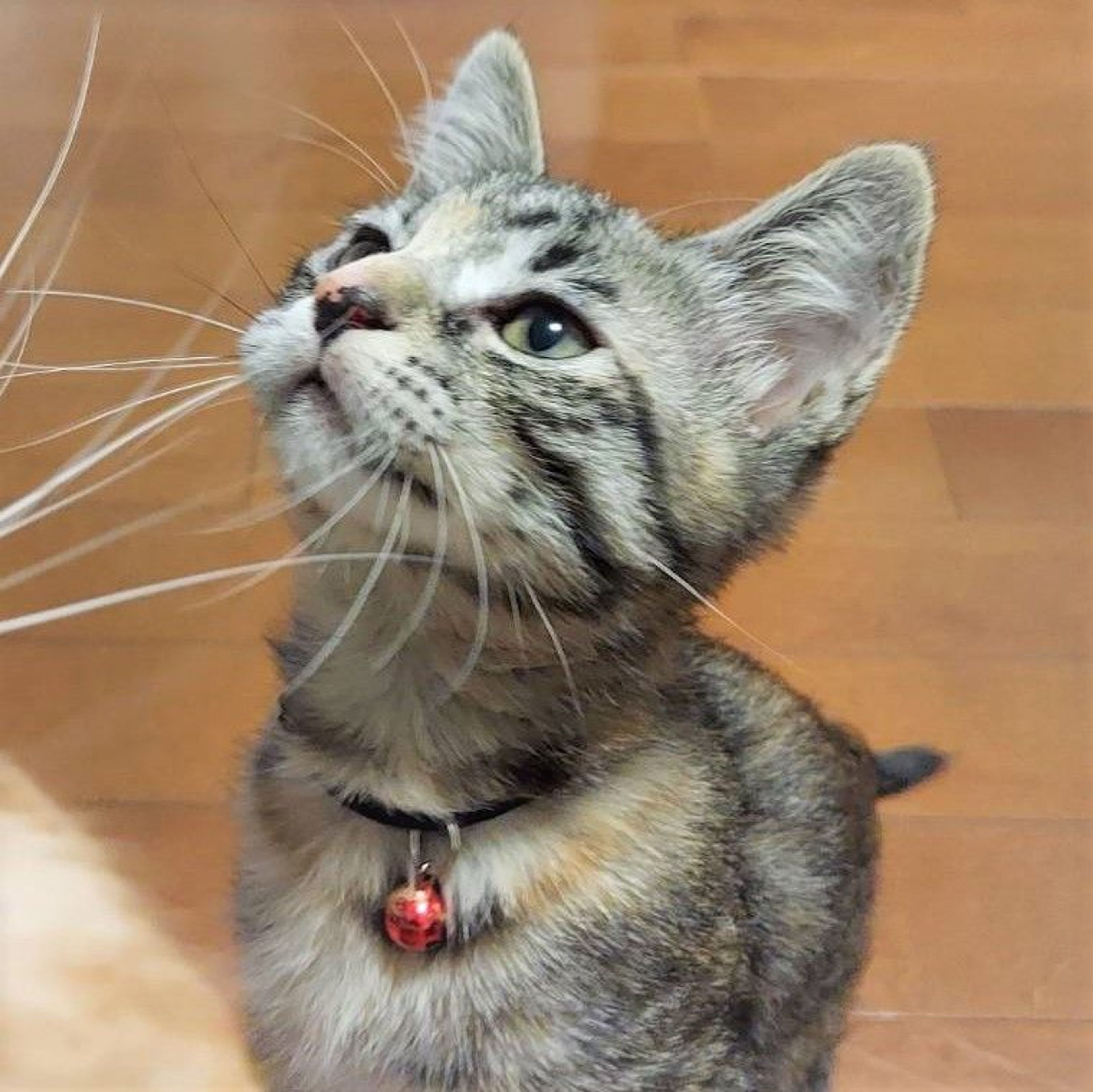 pet-image-2