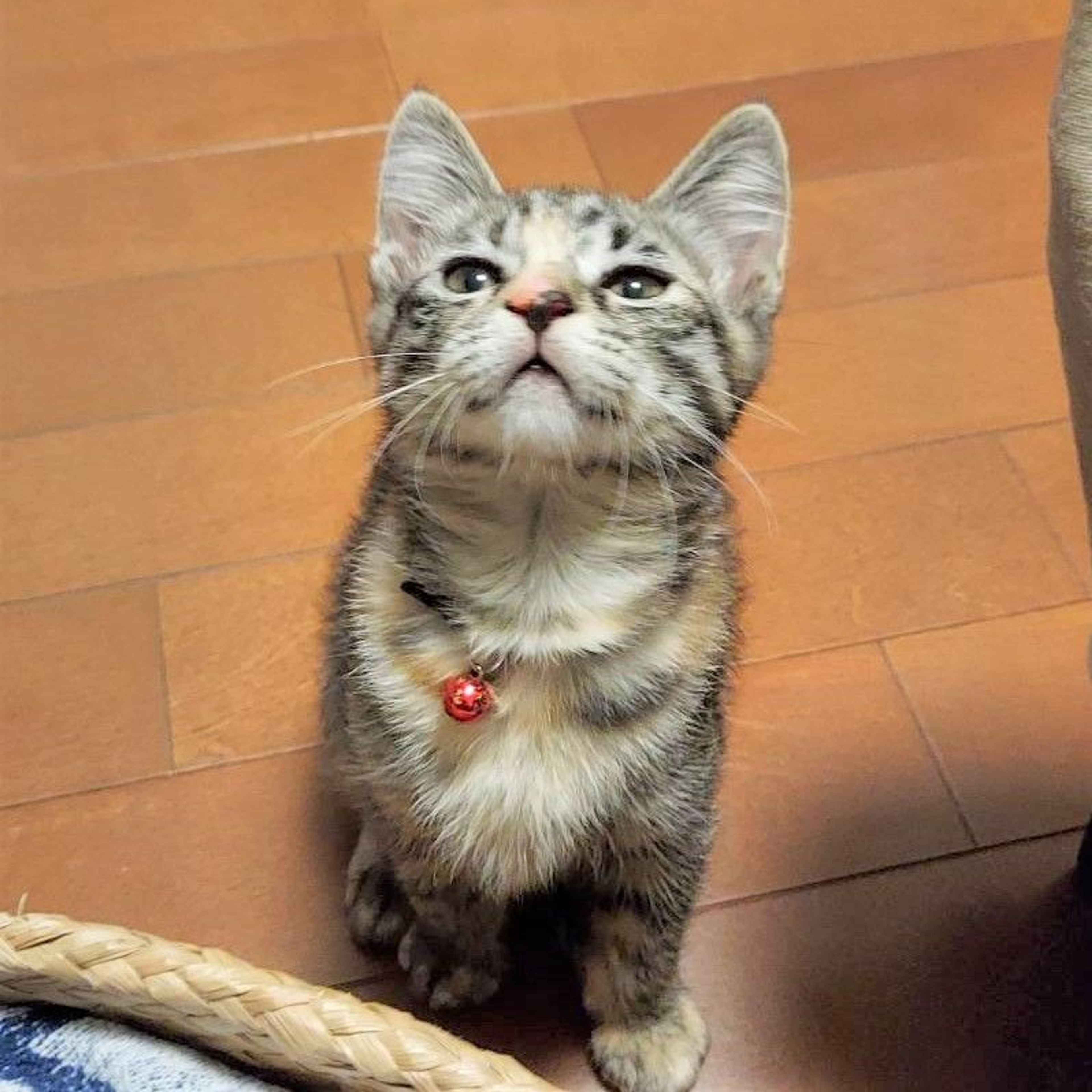 pet-image-3