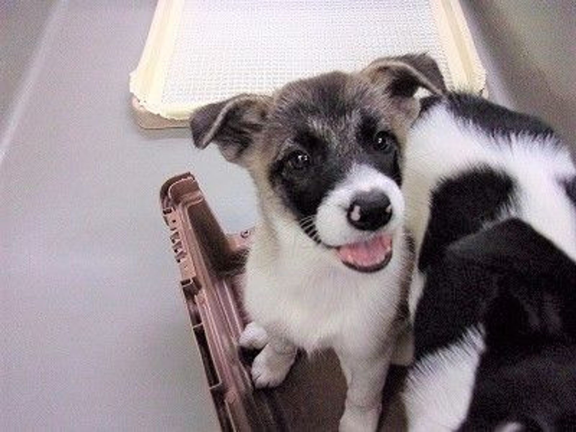 雑種（ミックス犬）・メスの里親募集の写真