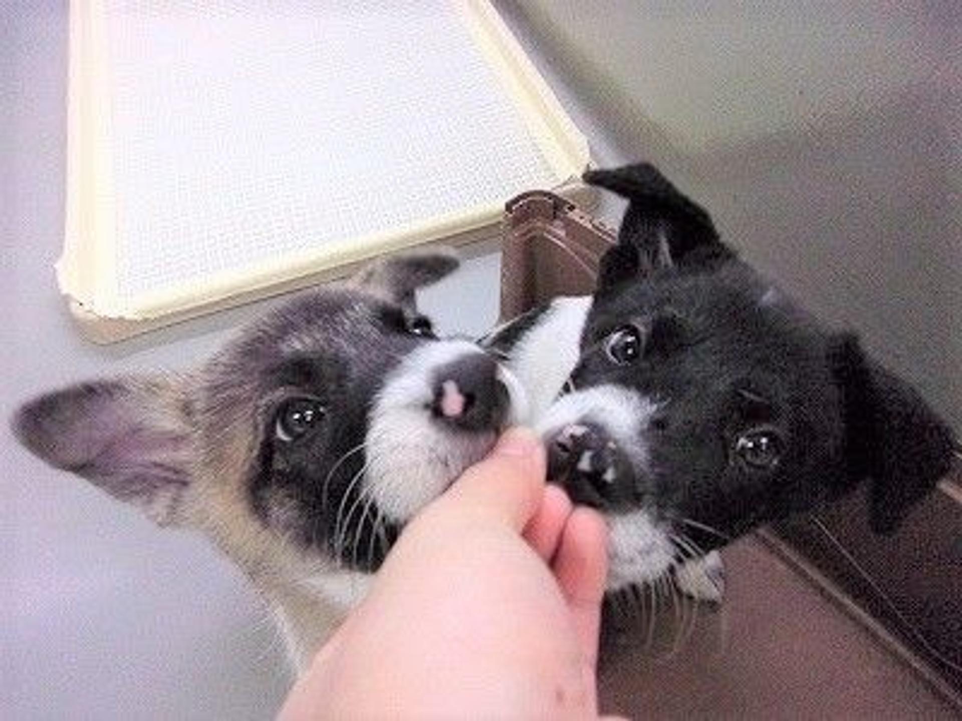 pet-image-5