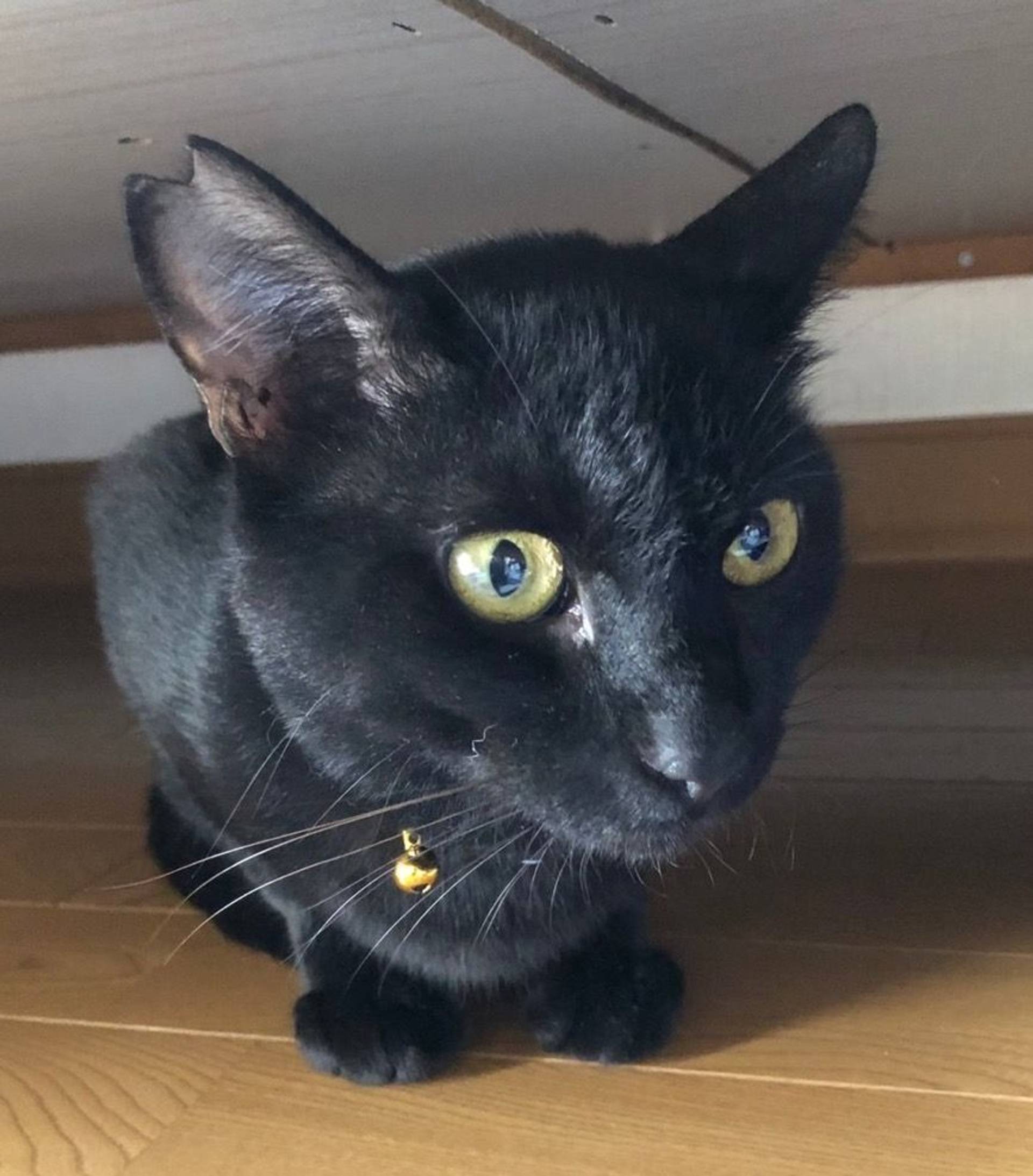 雑種（ミックス猫）・オスの里親募集の写真