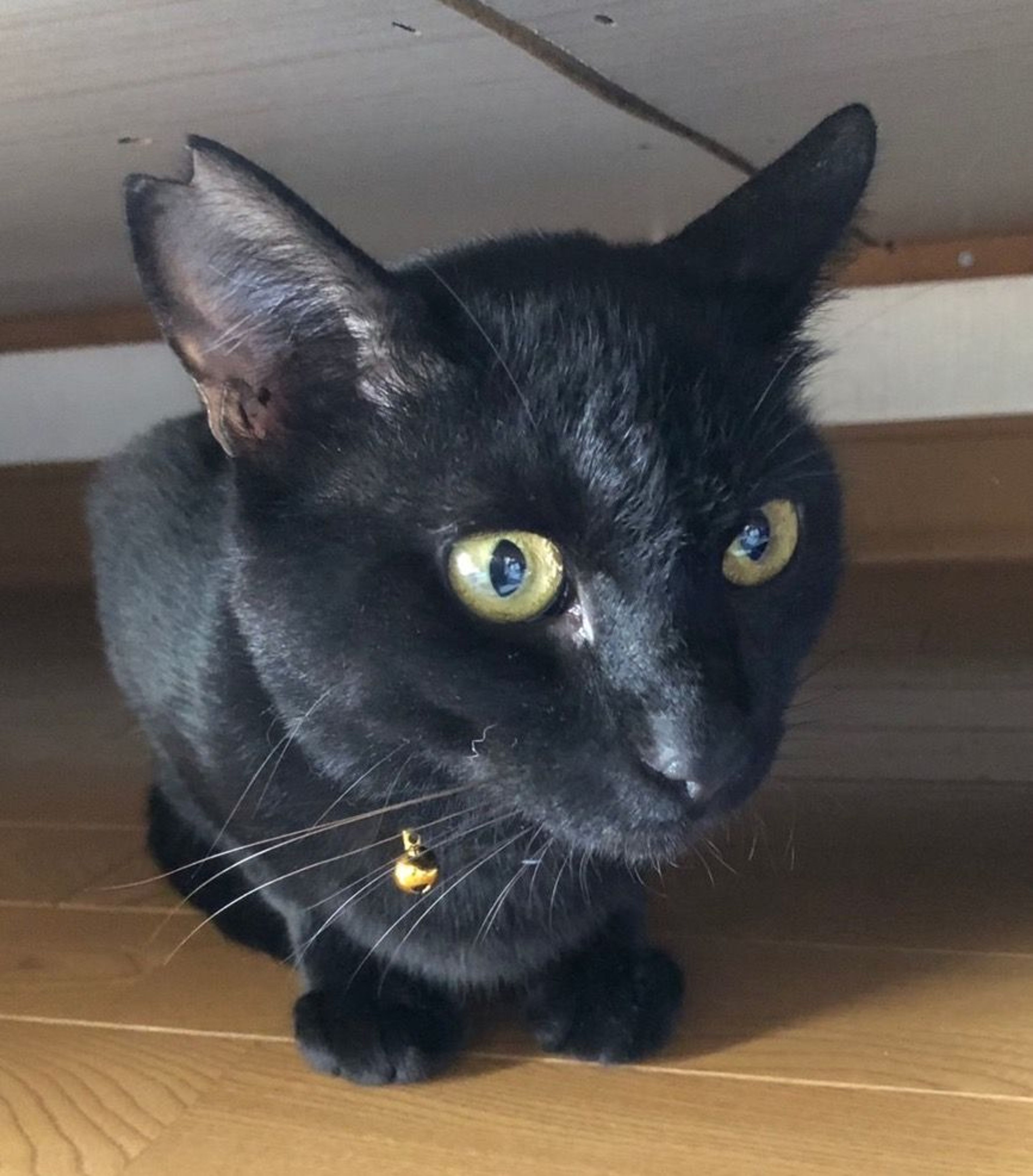 雑種（ミックス猫）・オスの里親募集の写真