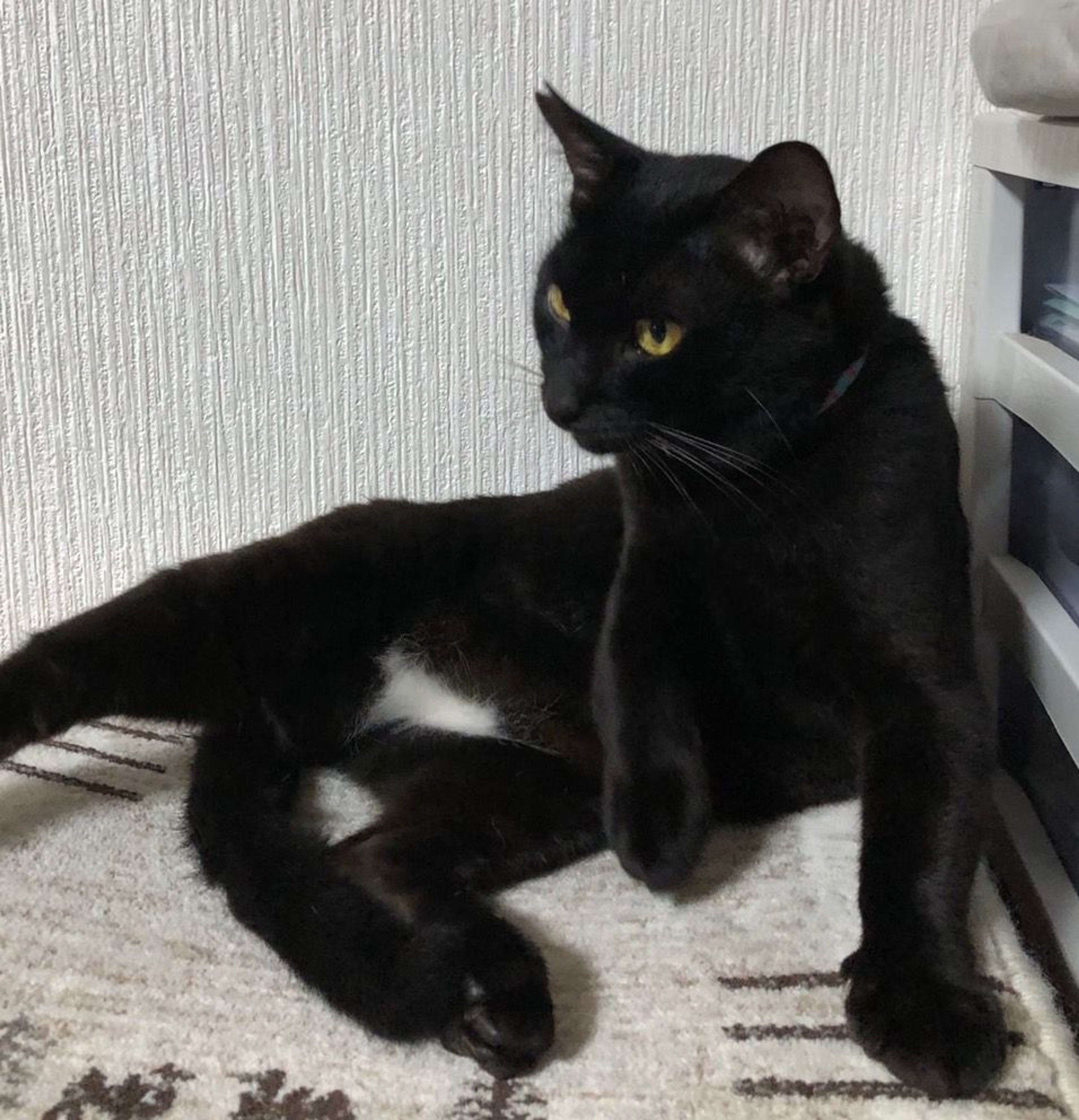pet-image-3