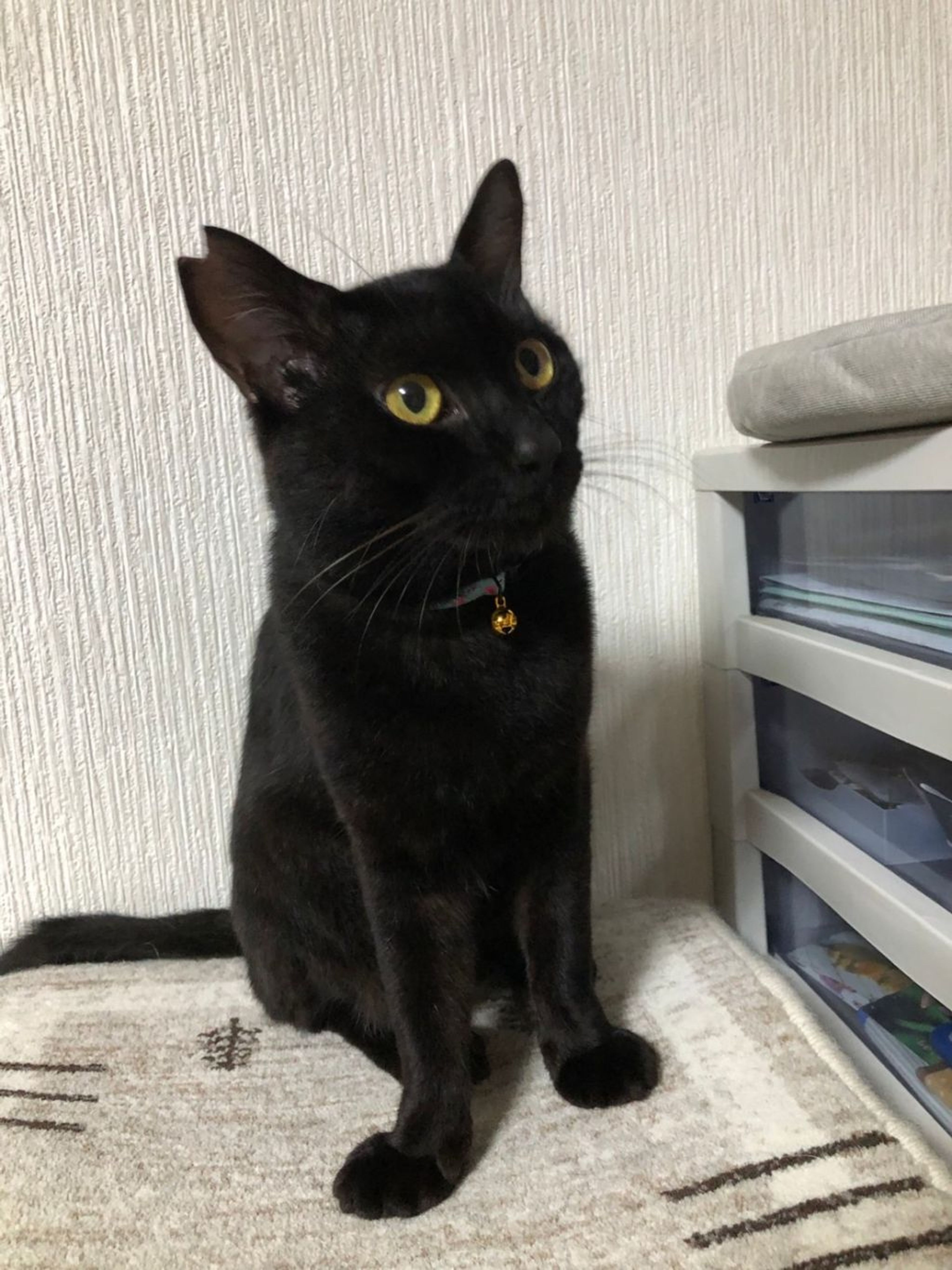 pet-image-4