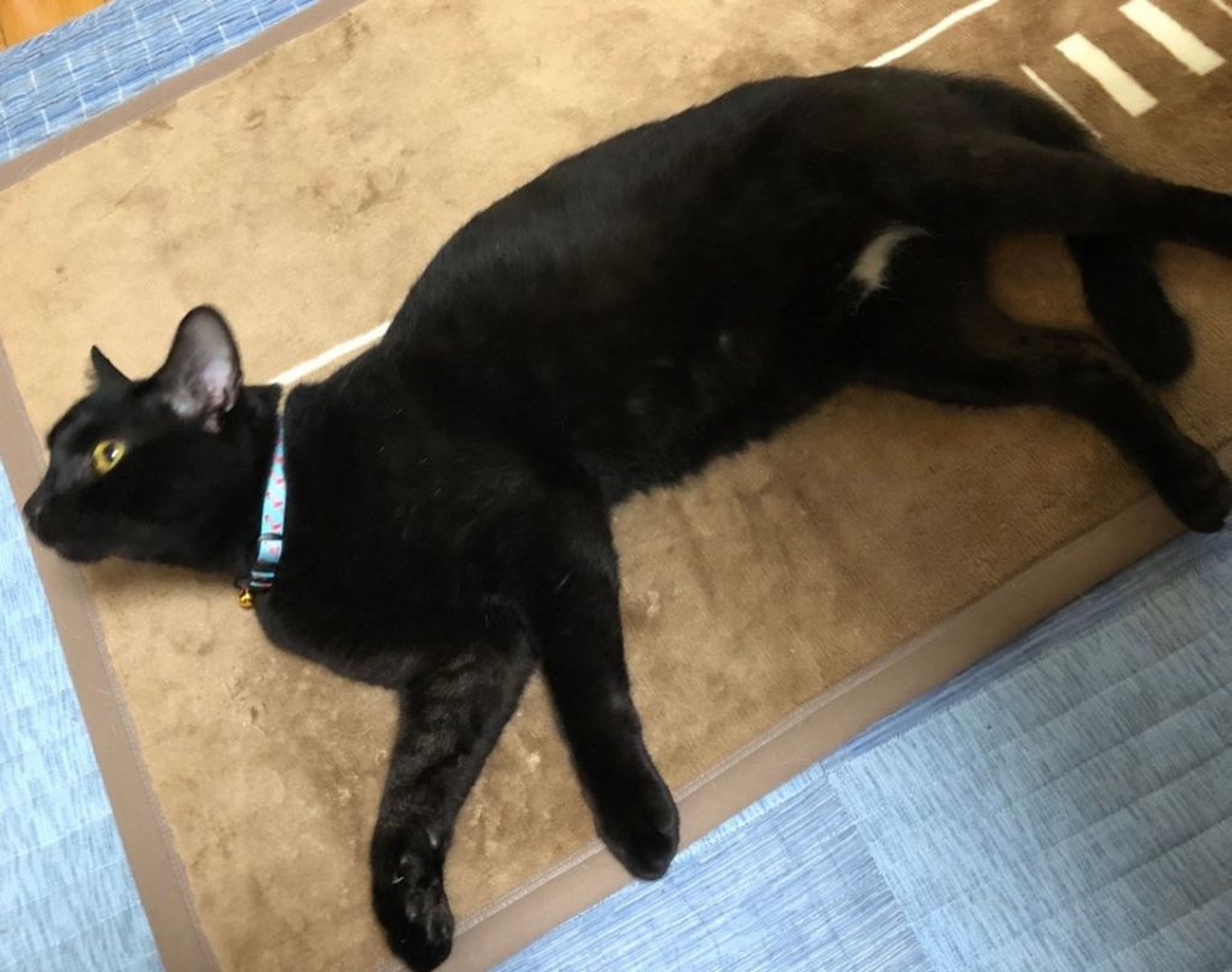 pet-image-5