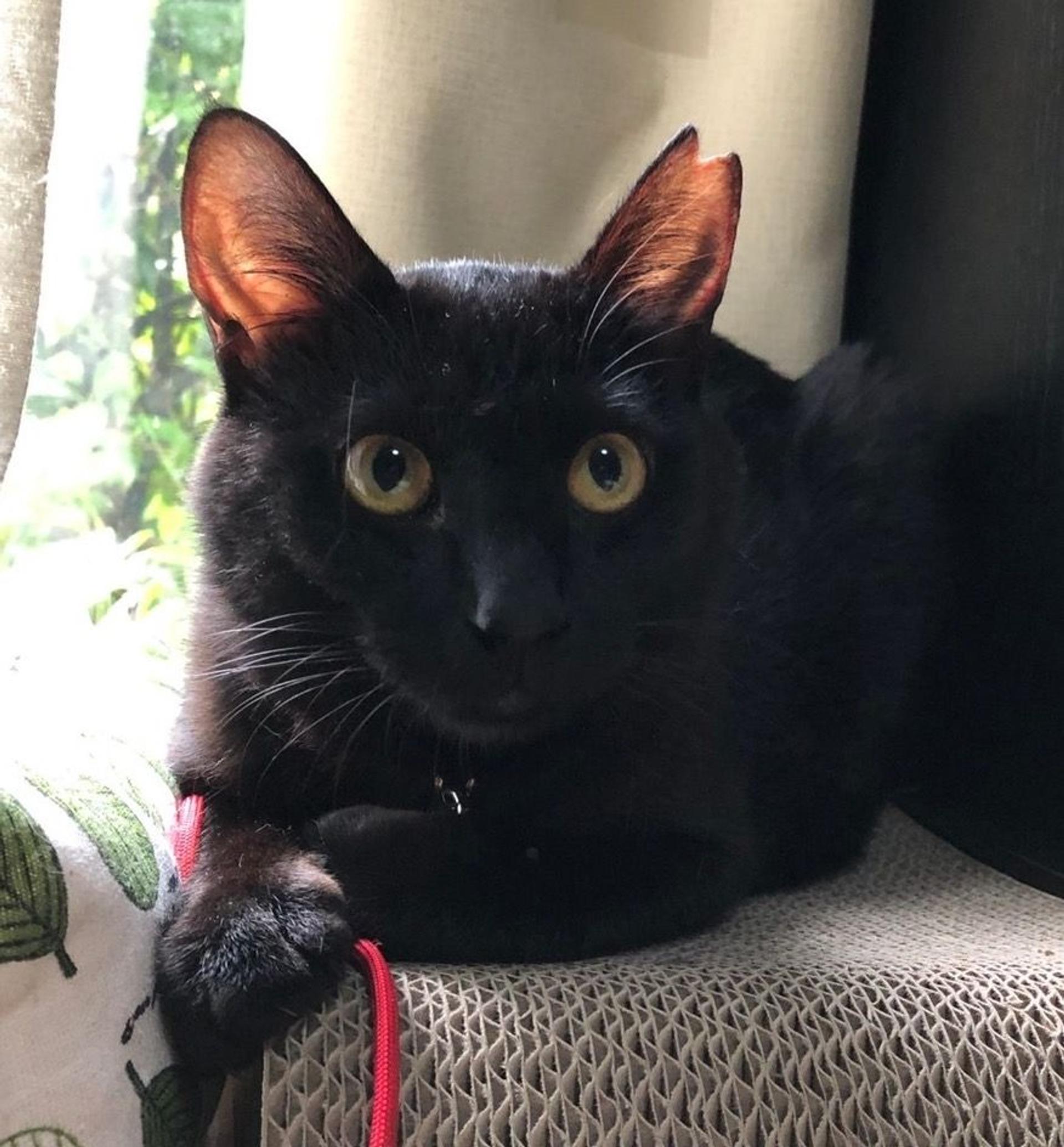 pet-image-2