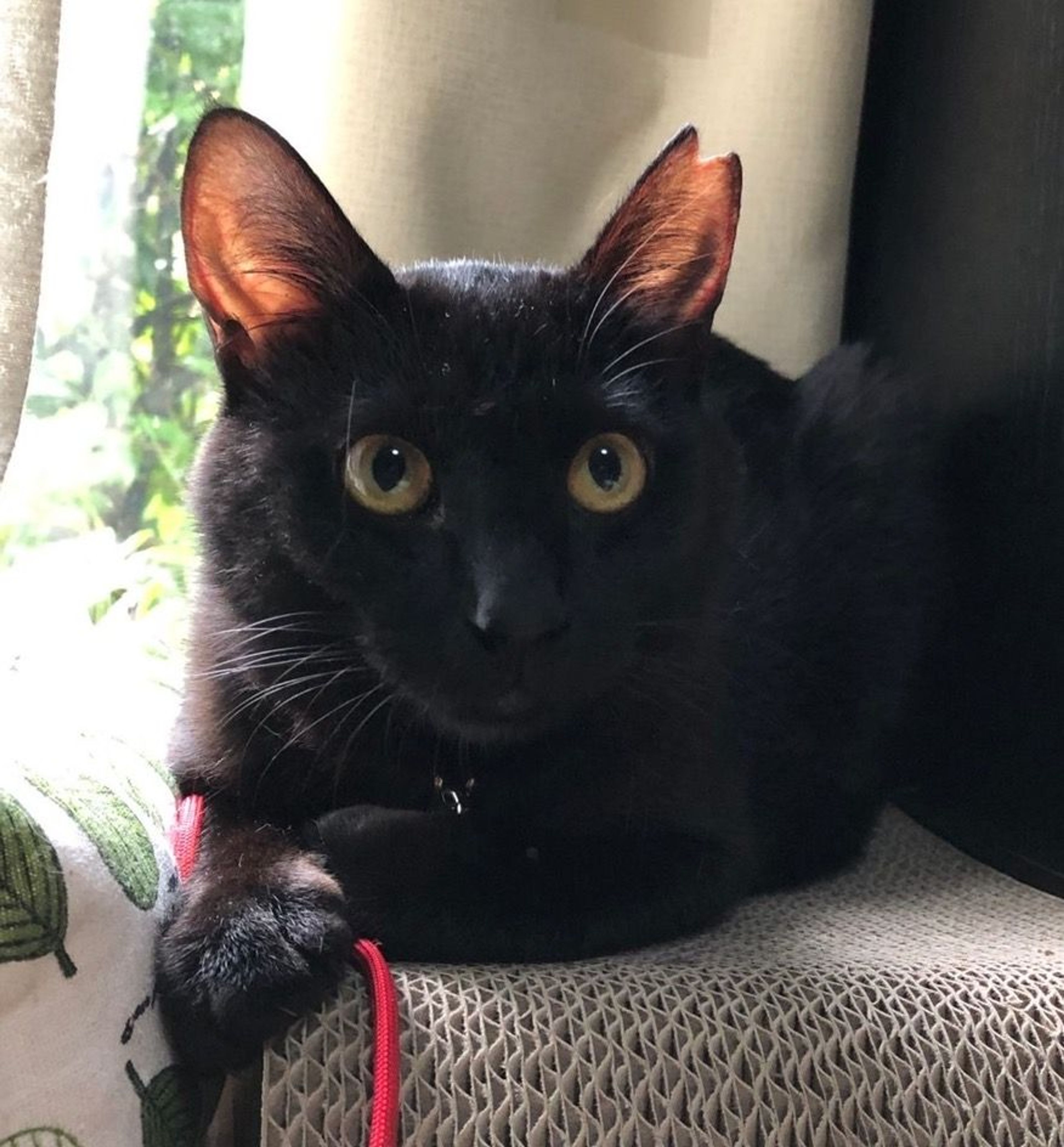 pet-image-2