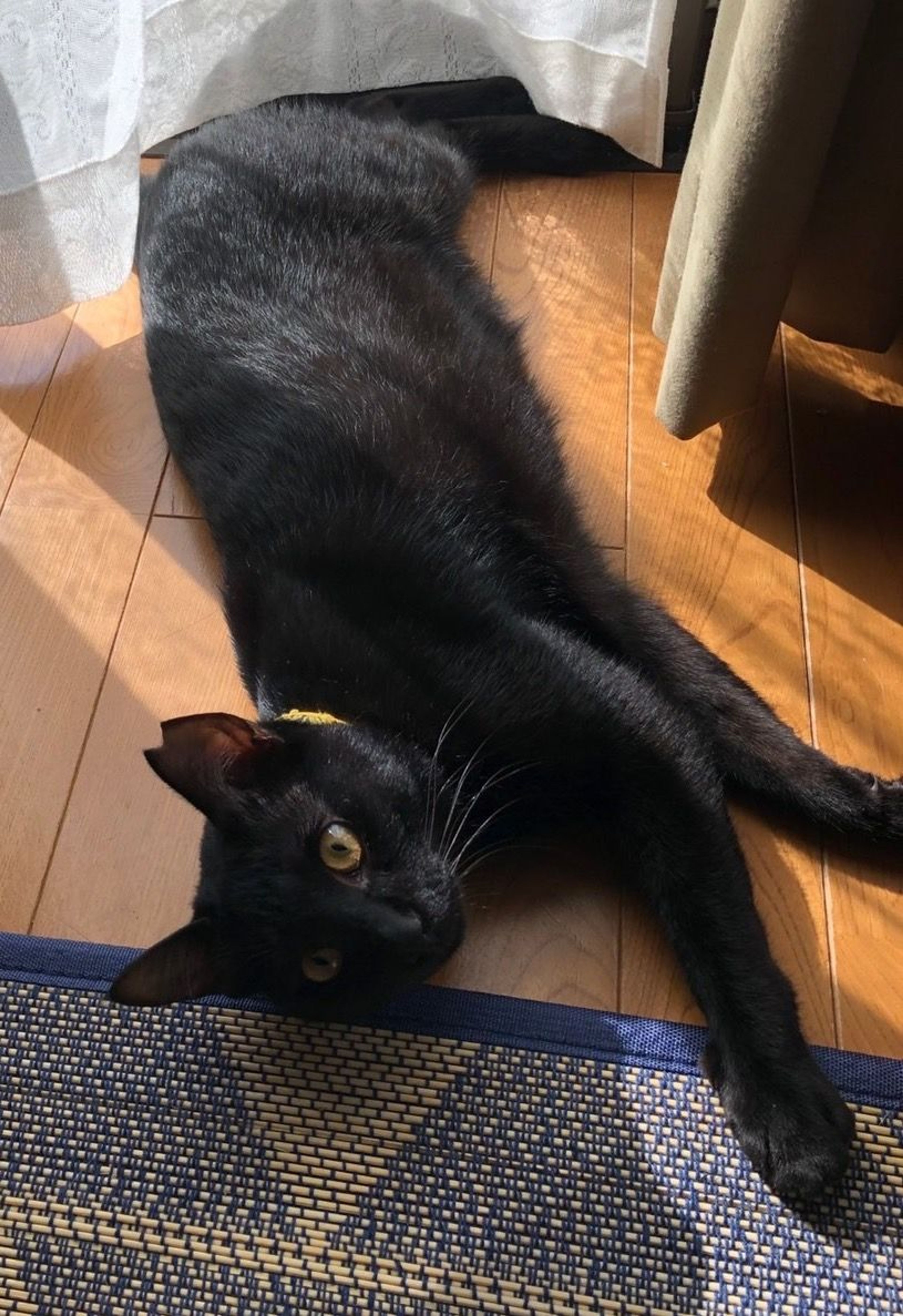pet-image-3